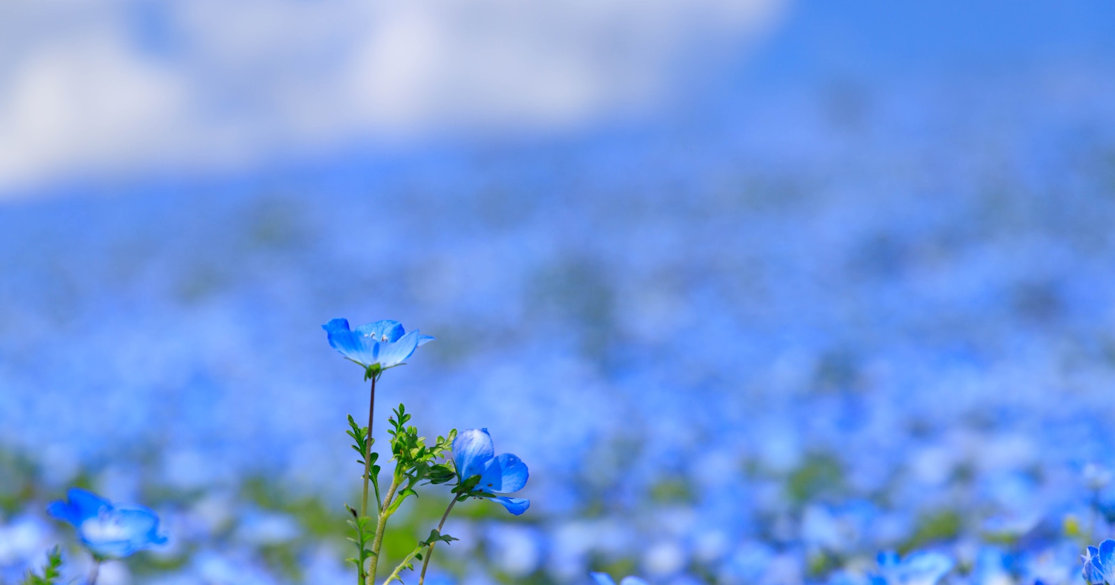 Primavera Azul y Fotografía: Receta para Fotografiar Nemophila | Focus #70