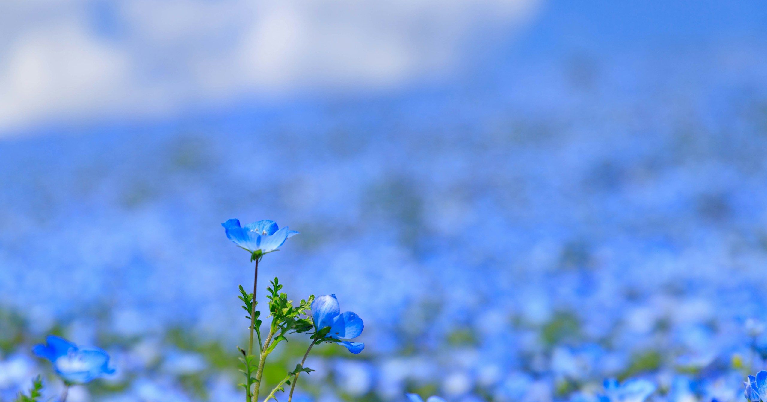 Primavera Azul y Fotografía: Receta para Fotografiar Nemophila | Focus #70