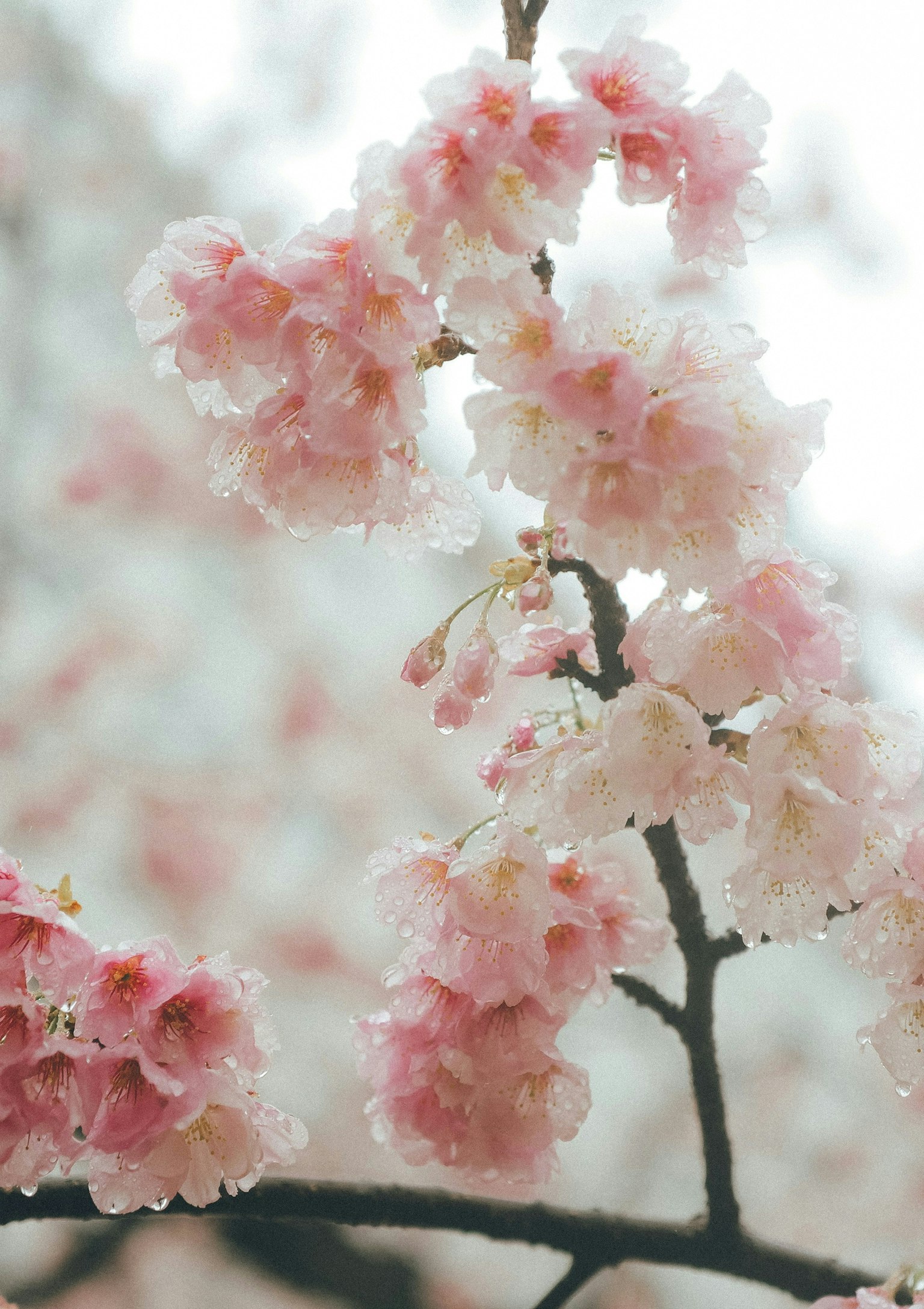 2025-04-spring-awakening-award-image-15