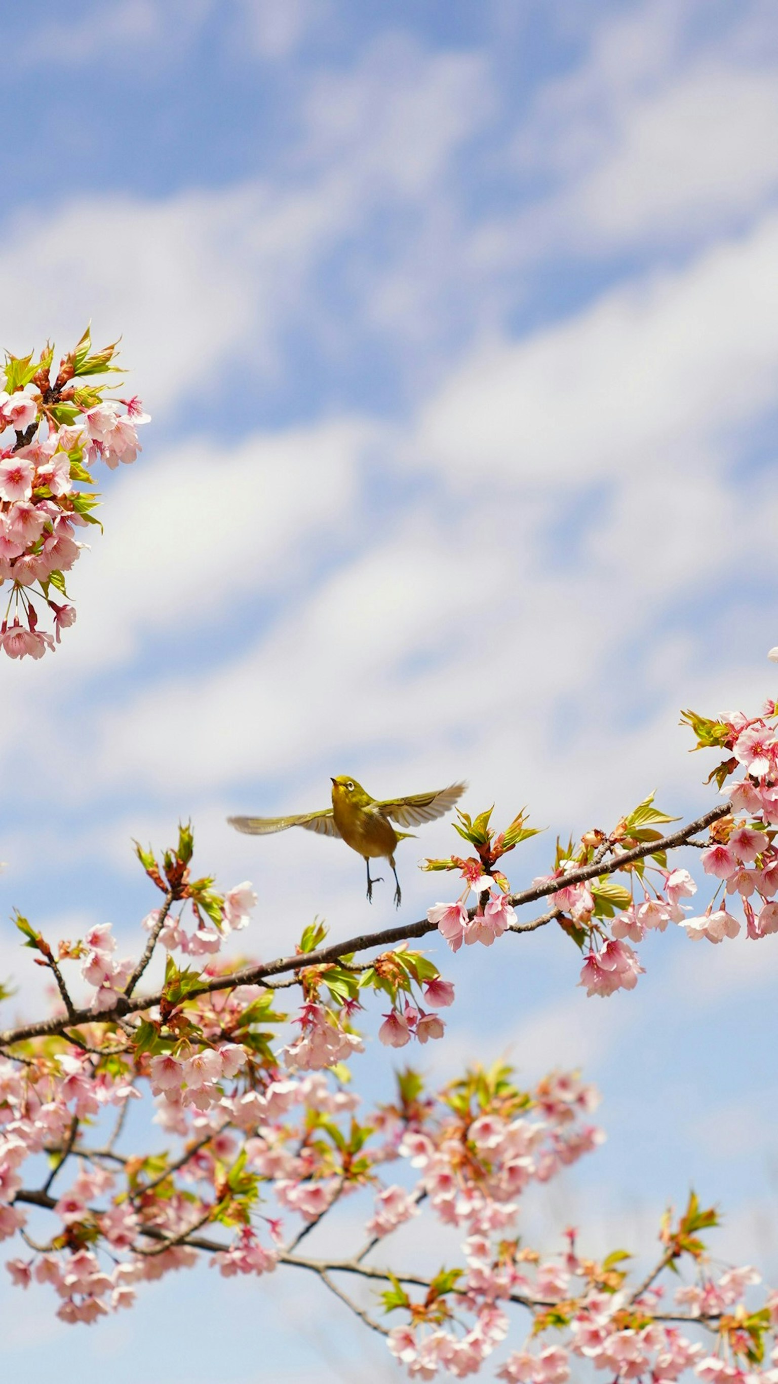 2025-04-mayu2024-oldlens-miracle-moments-image-15