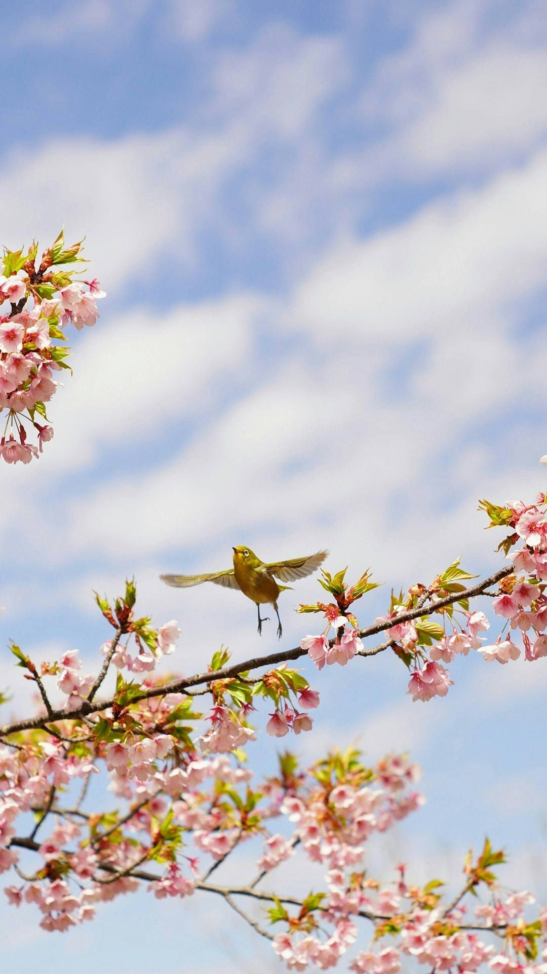 2025-04-mayu2024-oldlens-miracle-moments-image-15