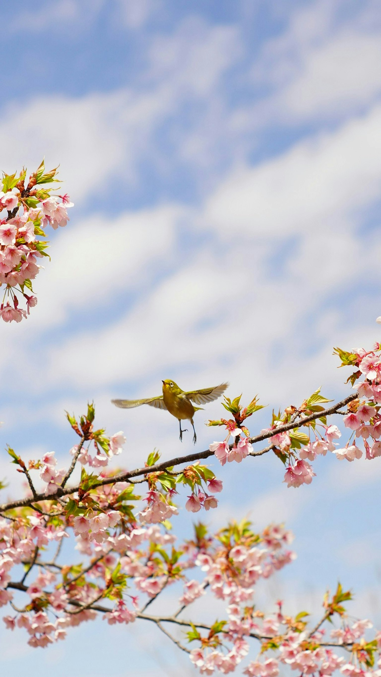 2025-04-mayu2024-oldlens-miracle-moments-image-15