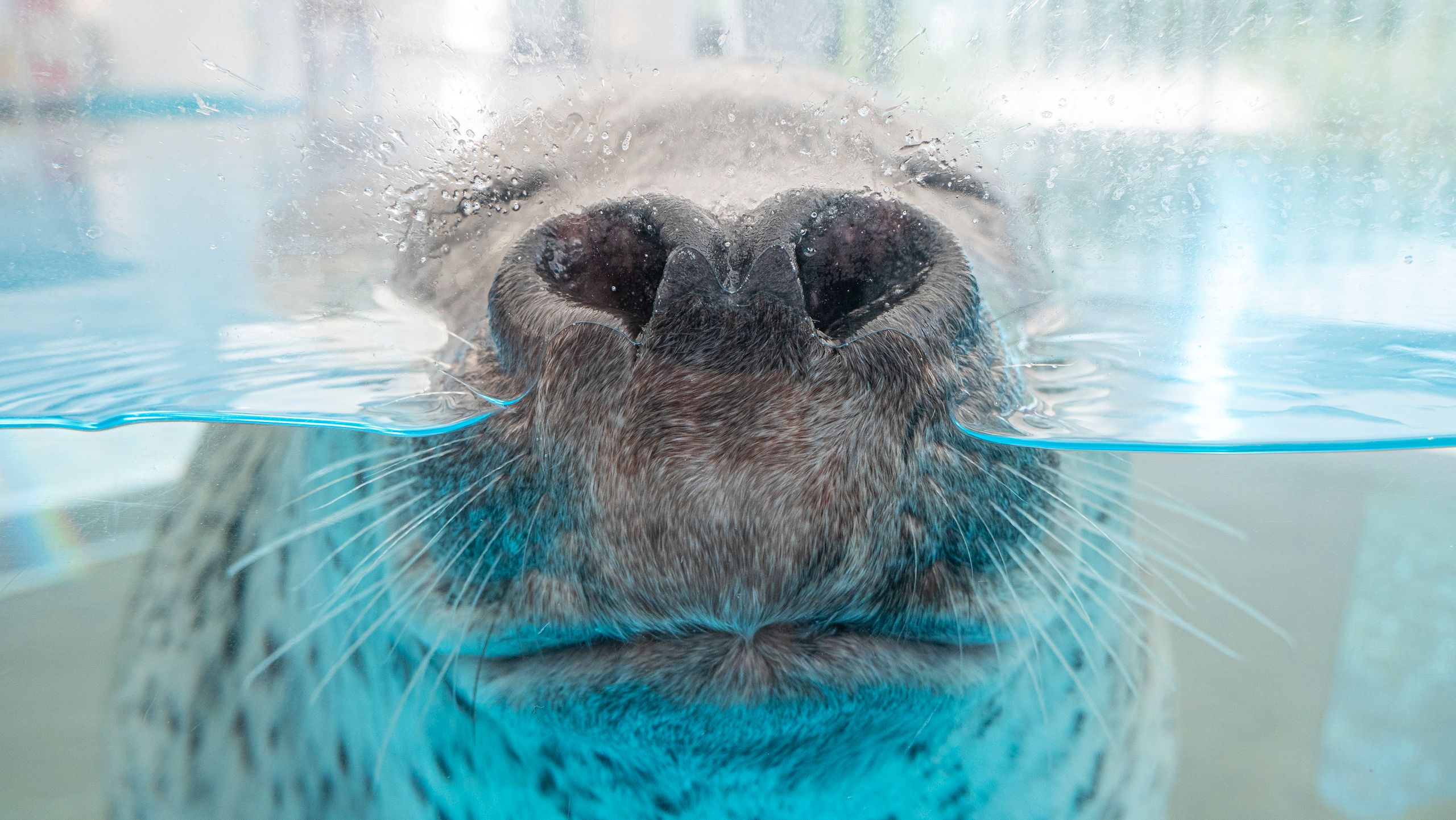 2023-11-world-animal-day-award-image-16