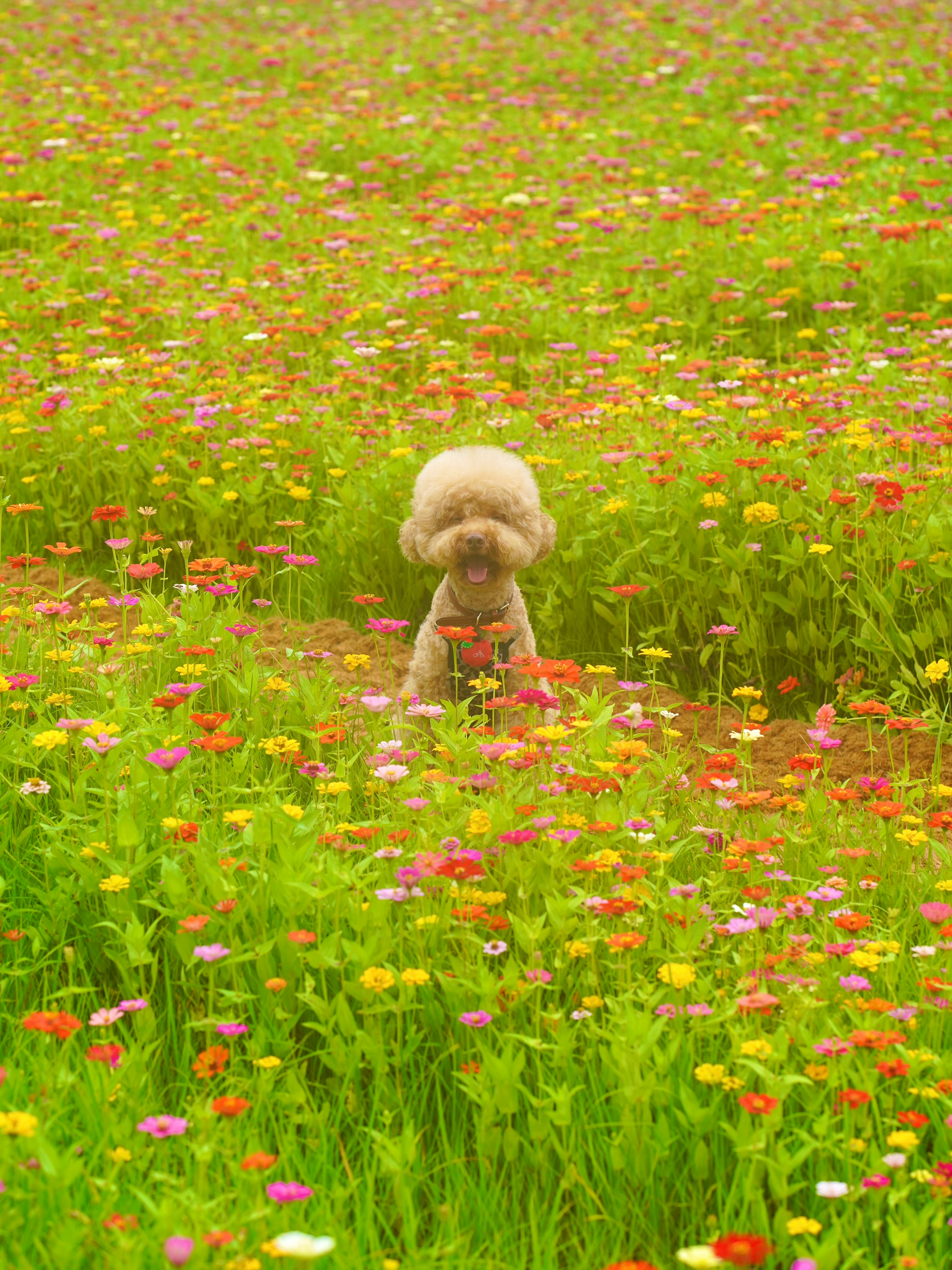 2026-09-find-new-pieces-dog-image-20