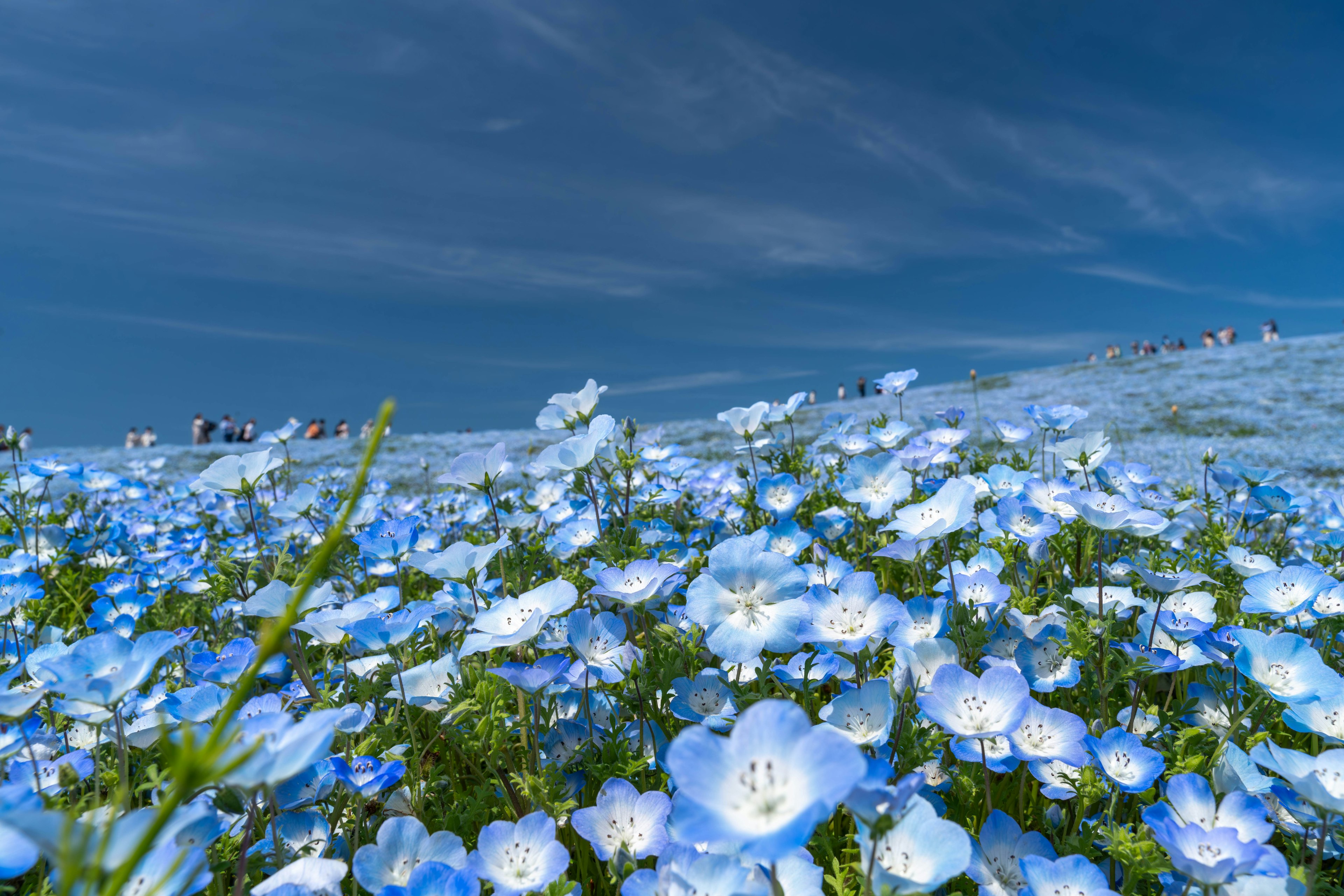 2024-04-nemophila-image-8