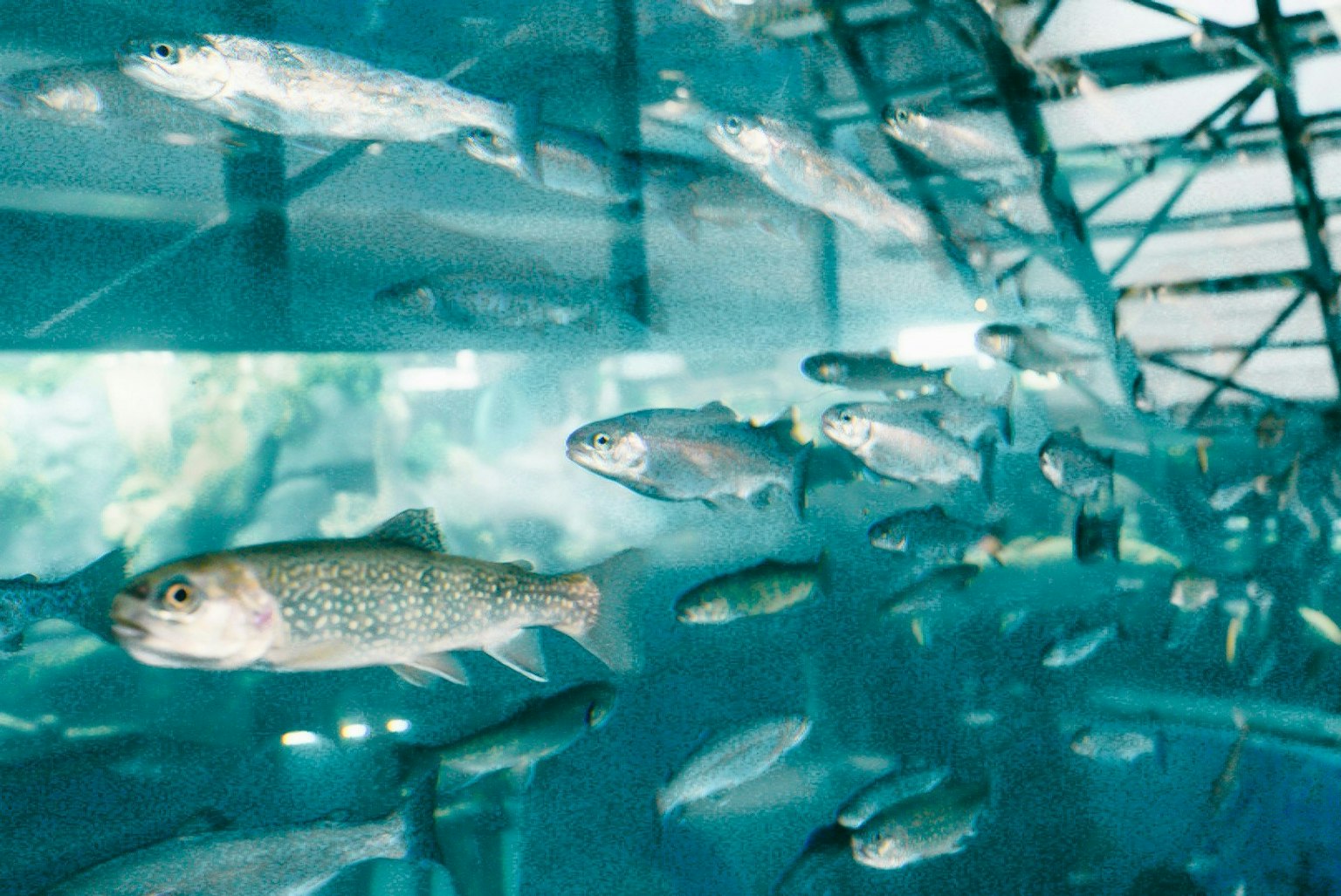 2025-03-fujikko-captures-memories-in-aquarium-image-12