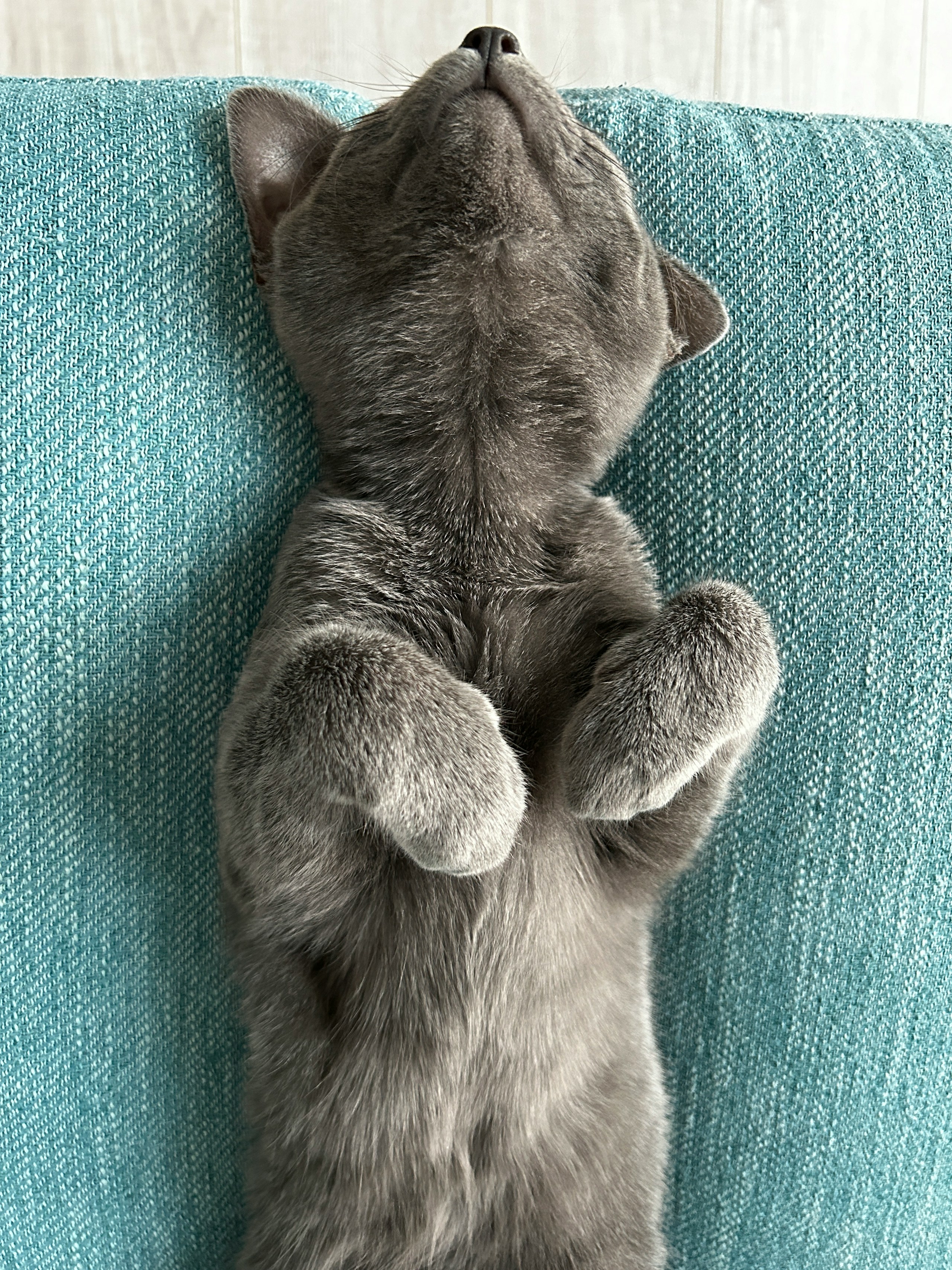 2024-04-cat-day-award-image-20