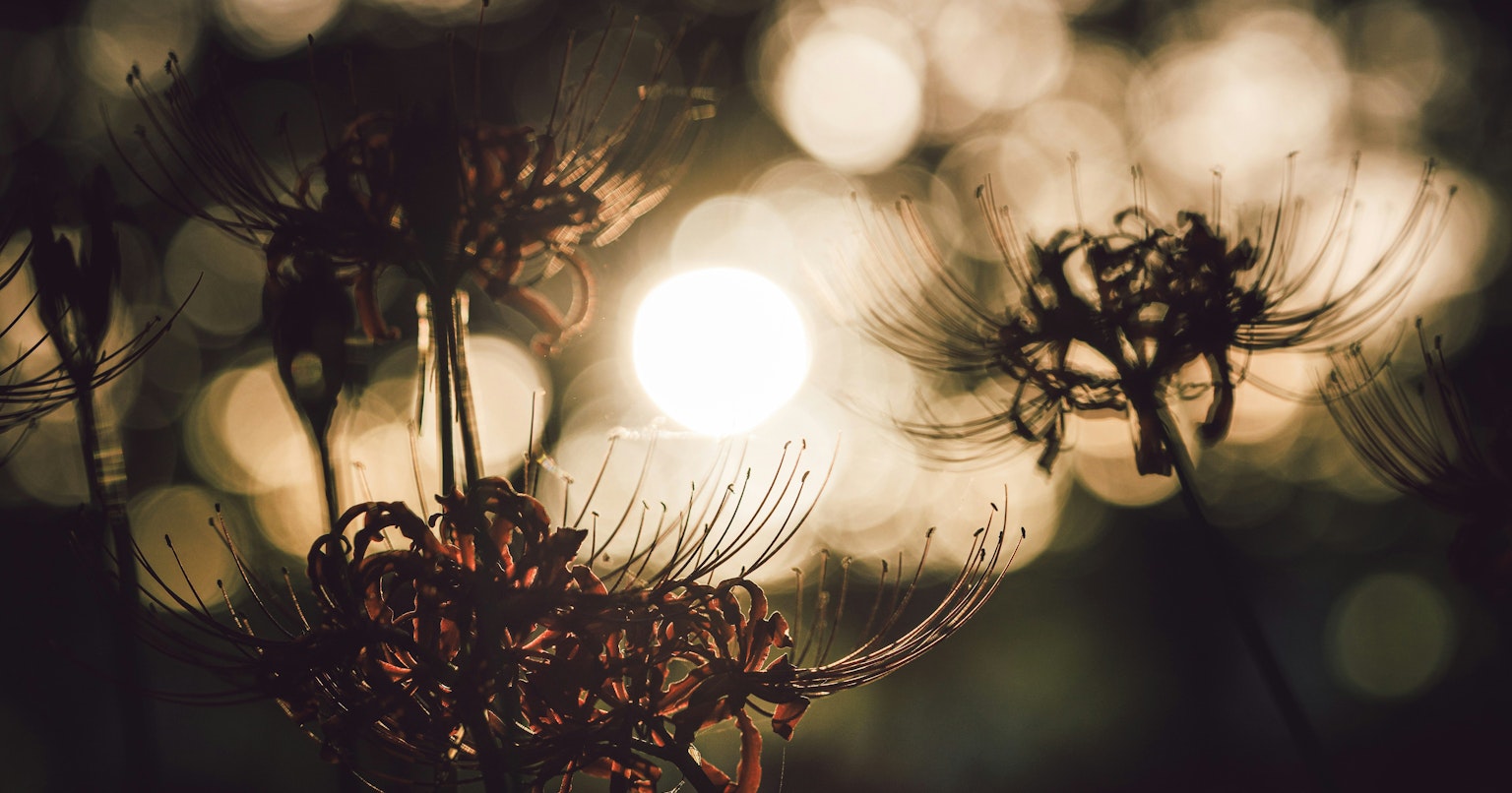 2025-10-plant-portrait-photography-cover-image