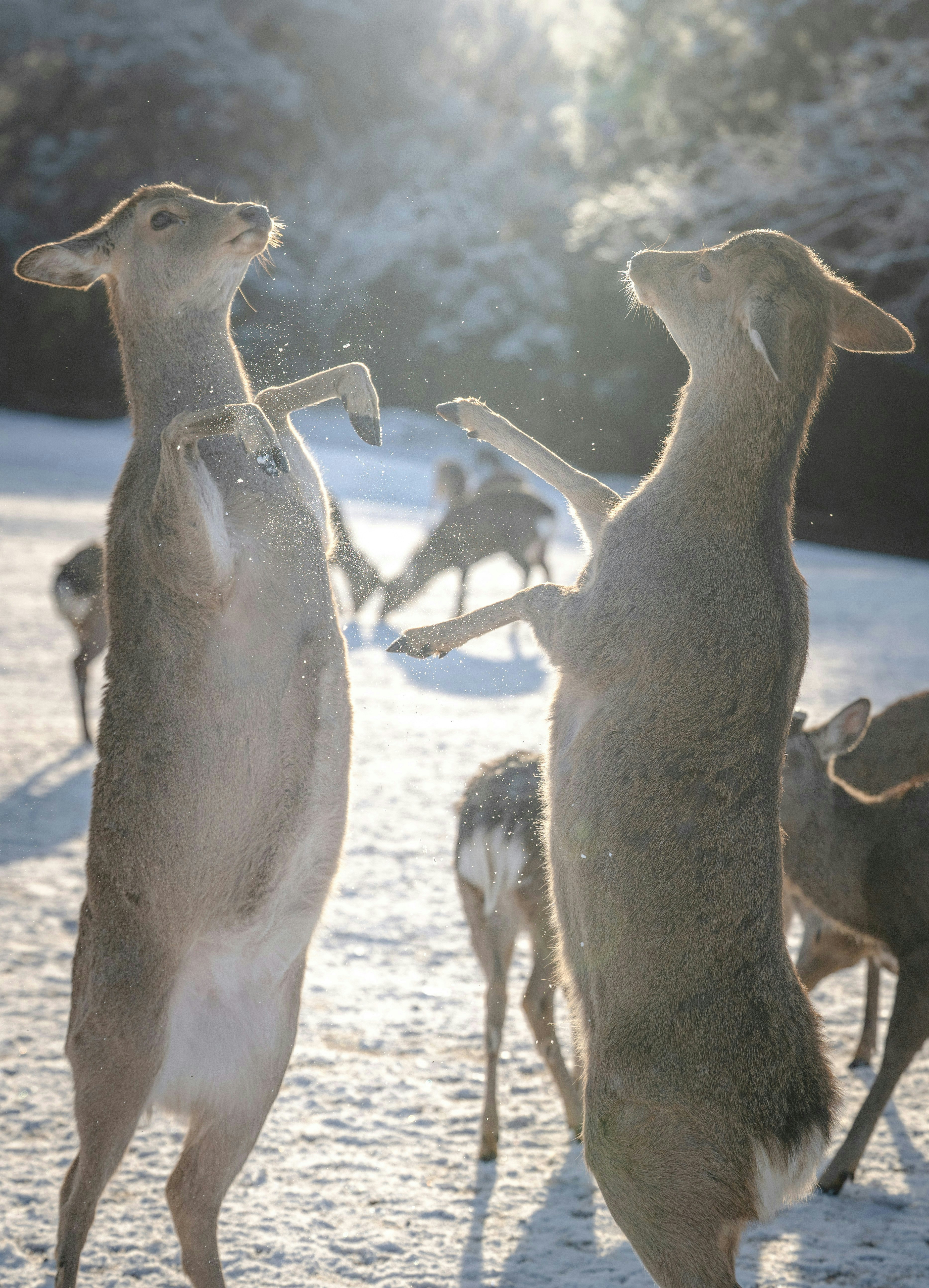 2025-03-speciesnet-wildlife-photography-image-4