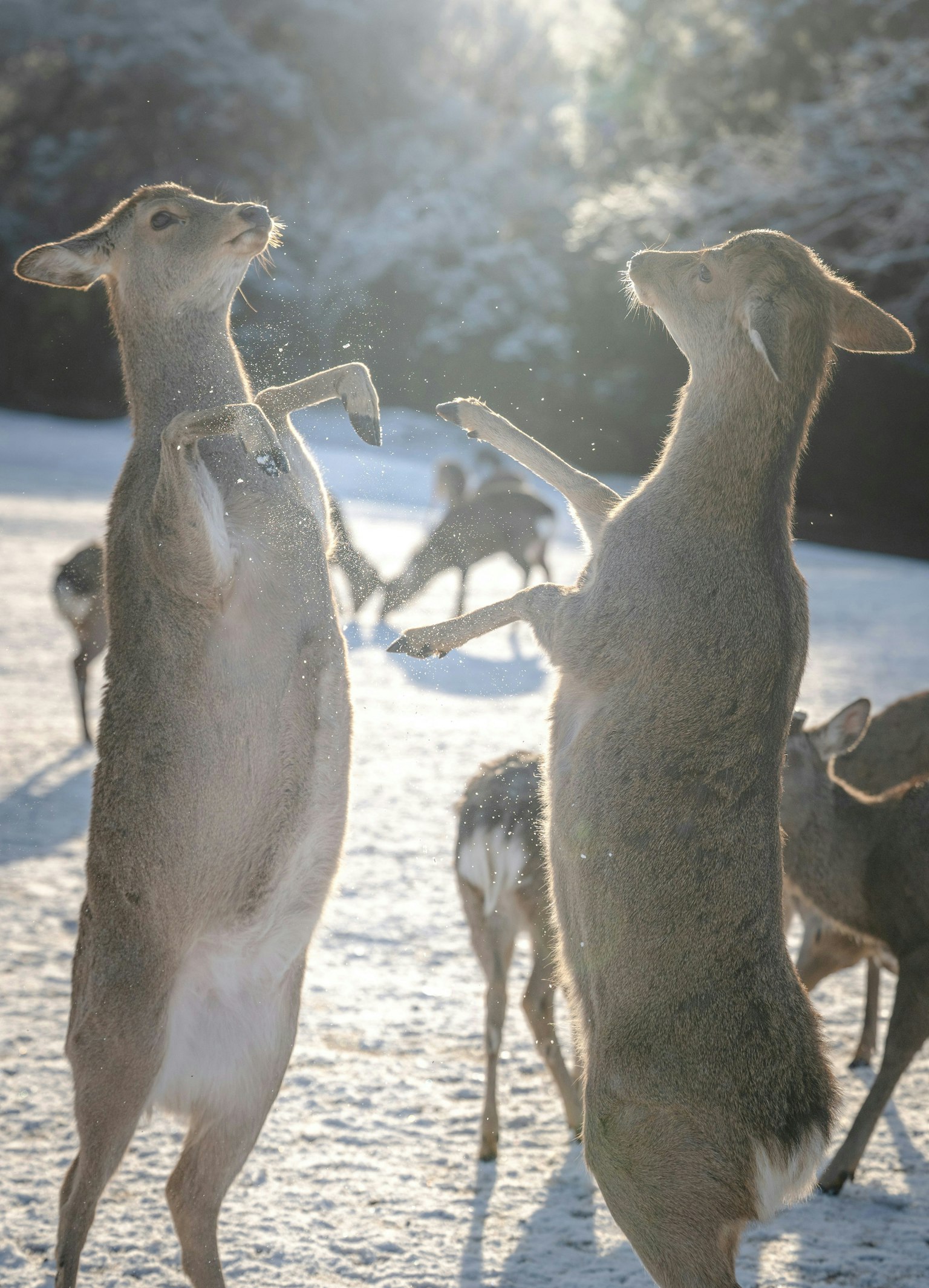 2025-03-speciesnet-wildlife-photography-image-4