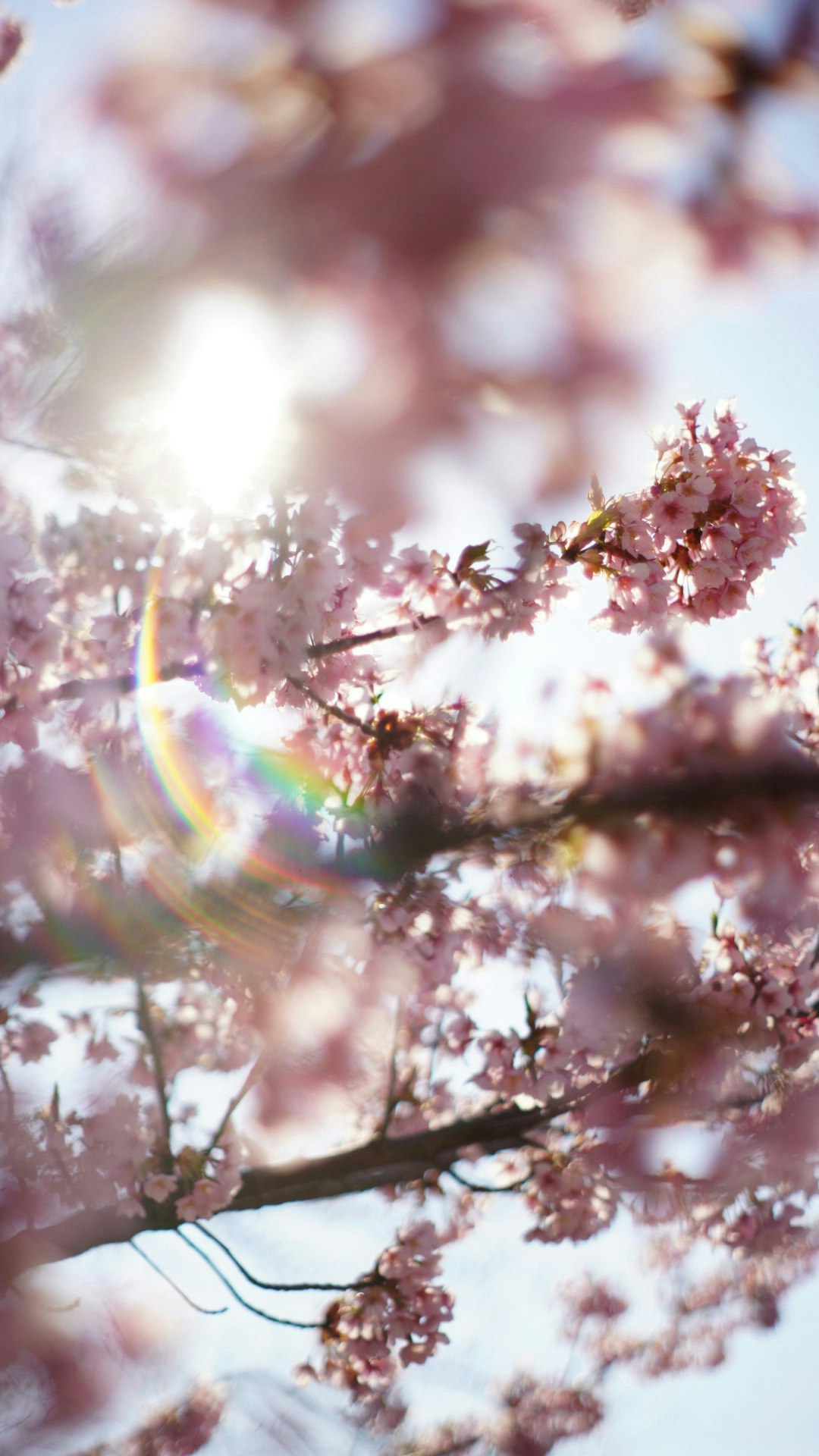 2025-04-mayu2024-oldlens-miracle-moments-image-2