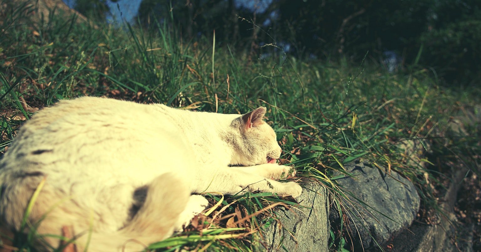 2024-06-kitty-polaroid-cover-image