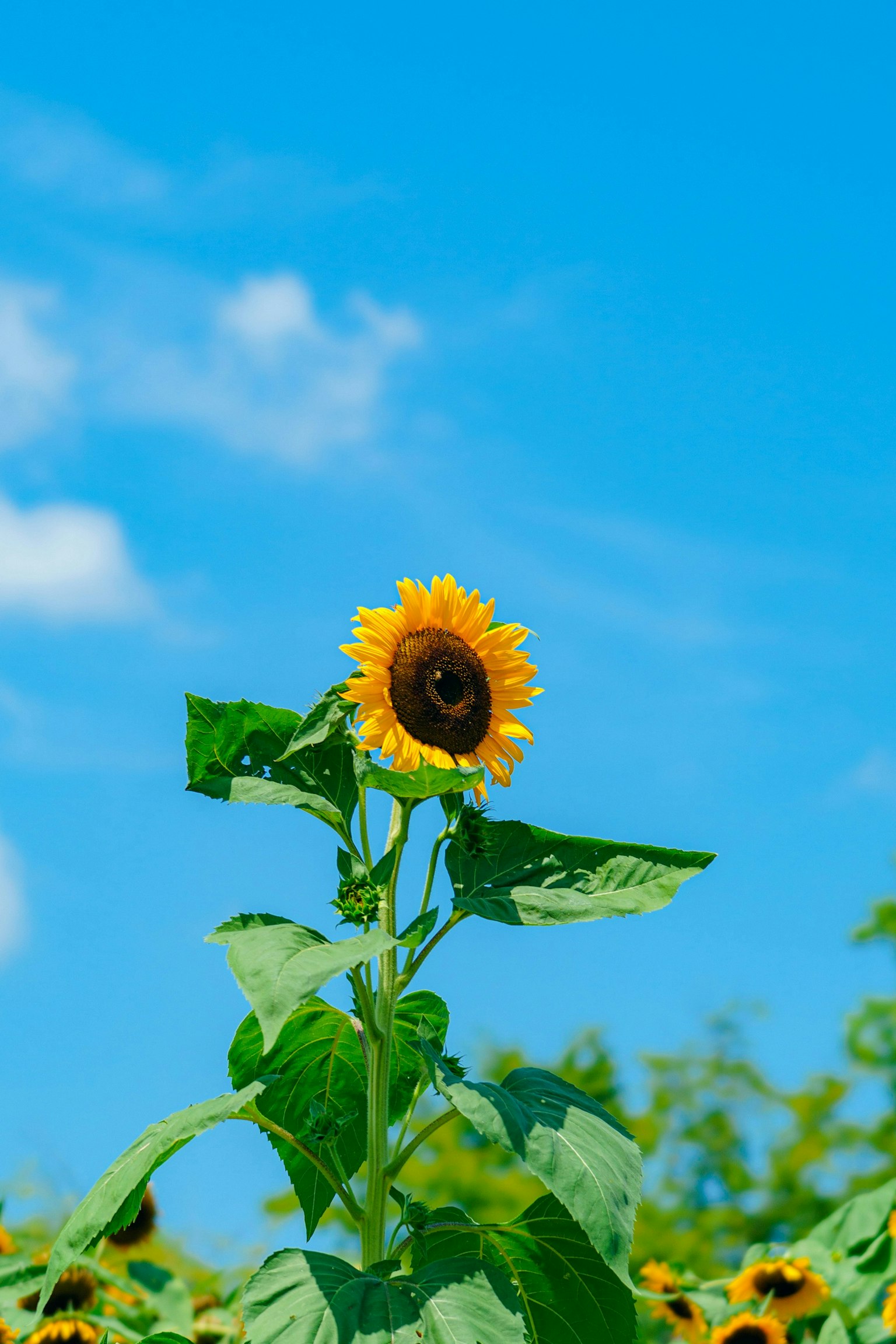 2025-11-centered-composition-report-image-7