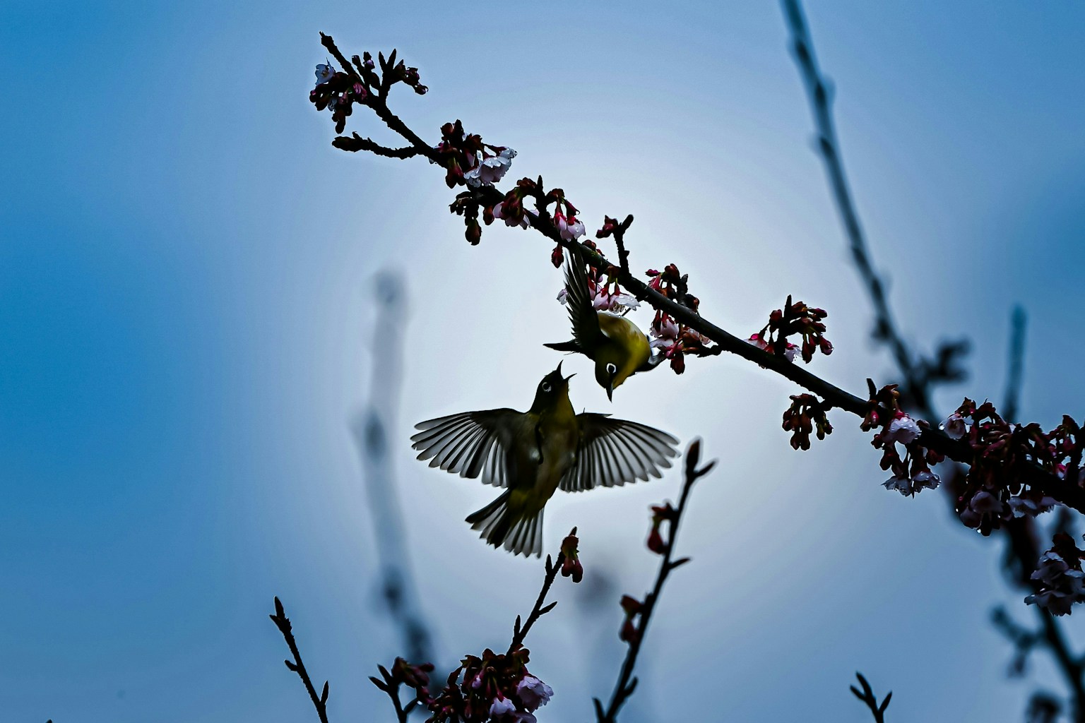 2025-03-roza-meets-nikon-z6-iii-image-12