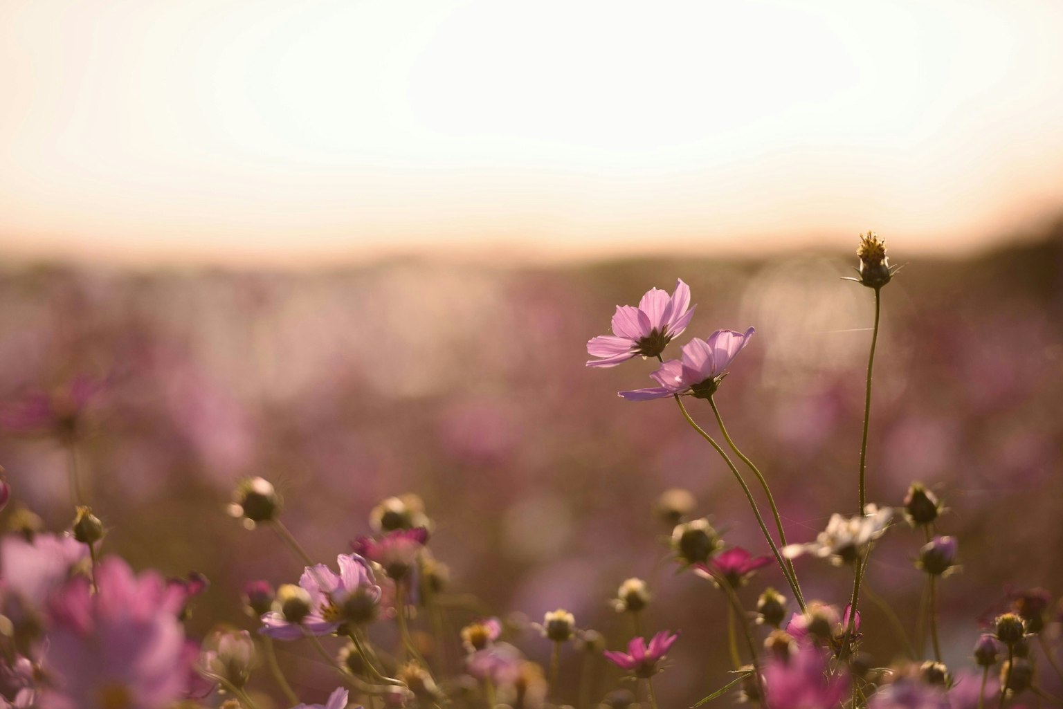 2024-09-september-photography-subjects-image-4