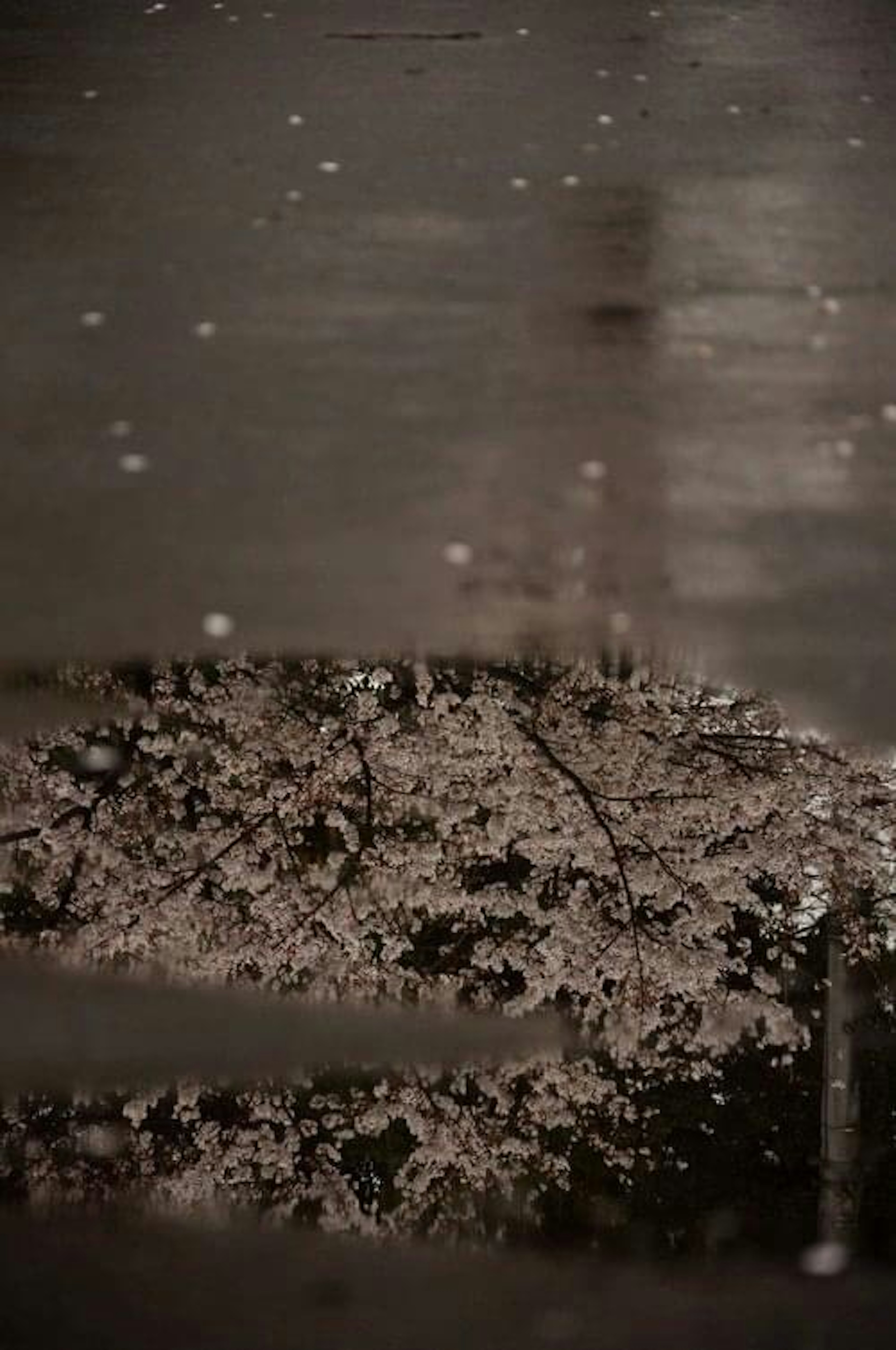 2024-03-guide-of-sakura-photography-image-22