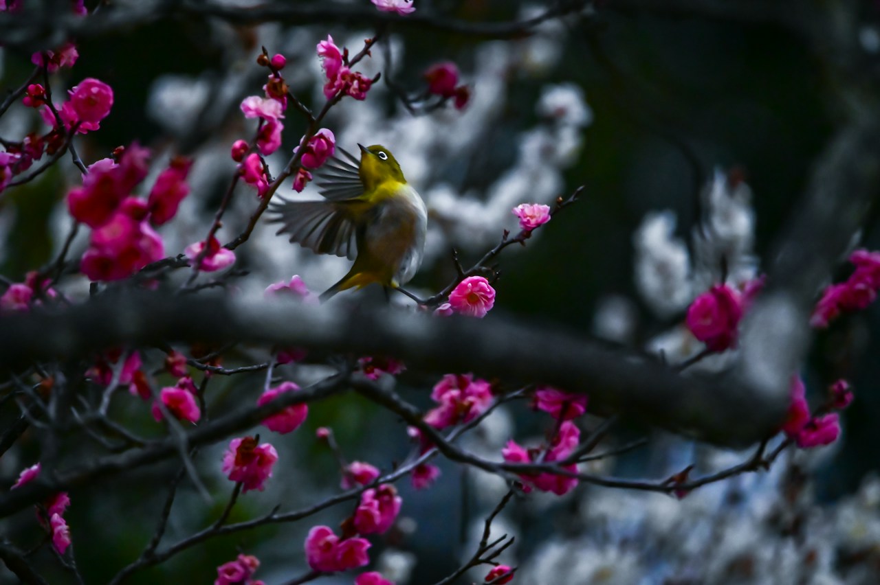 Image by Hide