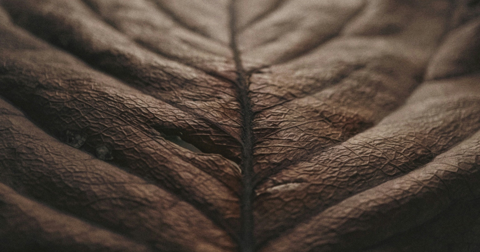 2026-03-zoom-in-cover-image