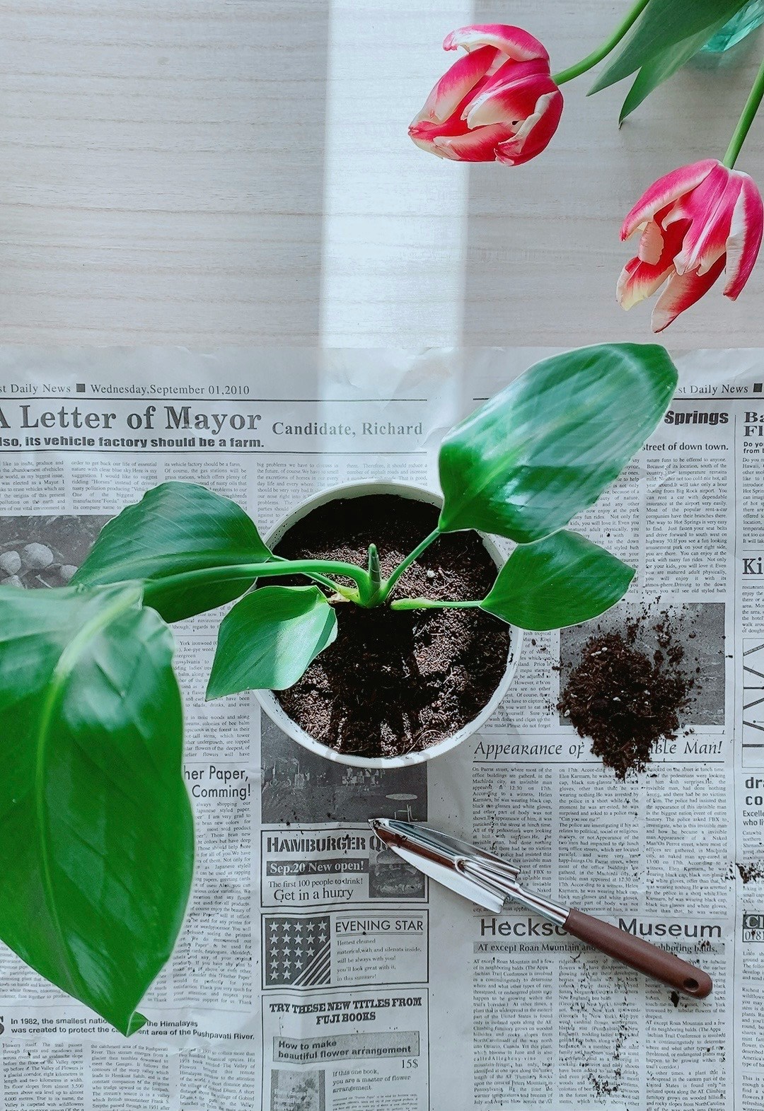 2024-04-life-with-plants-image-17