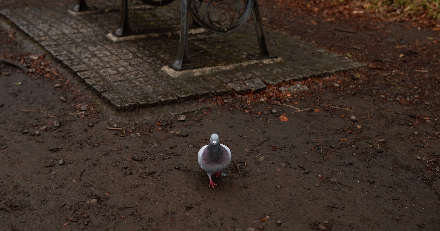 2024-03-march-diary-cover-image