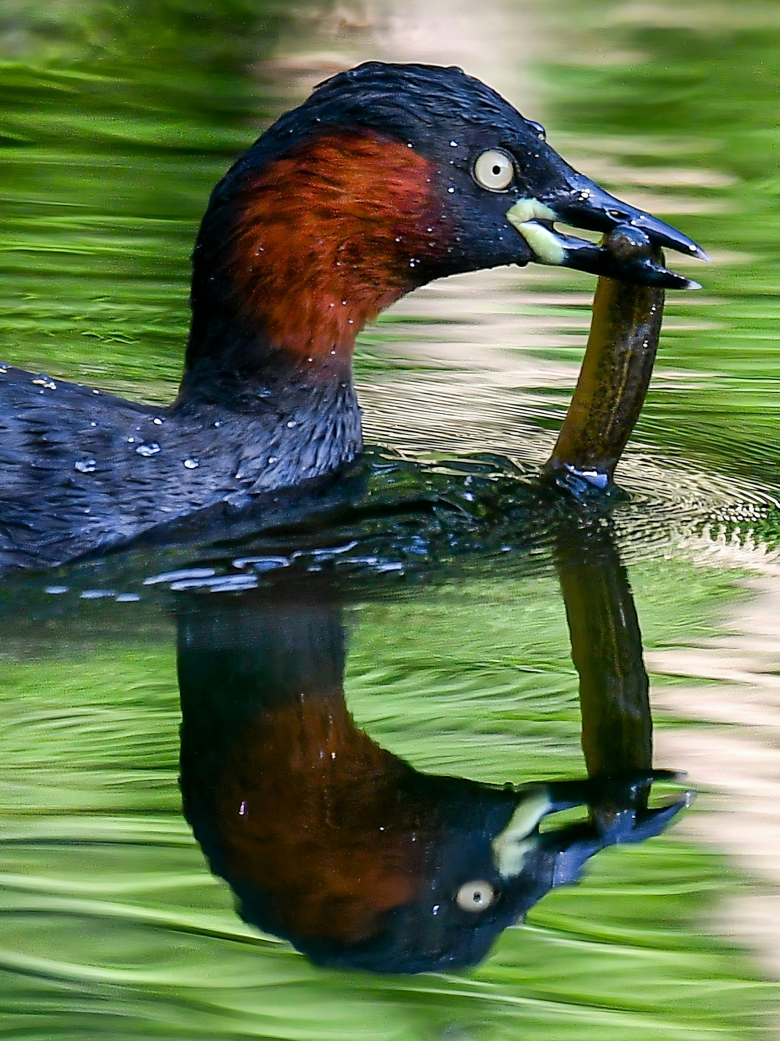 2025-08-nature-image-6