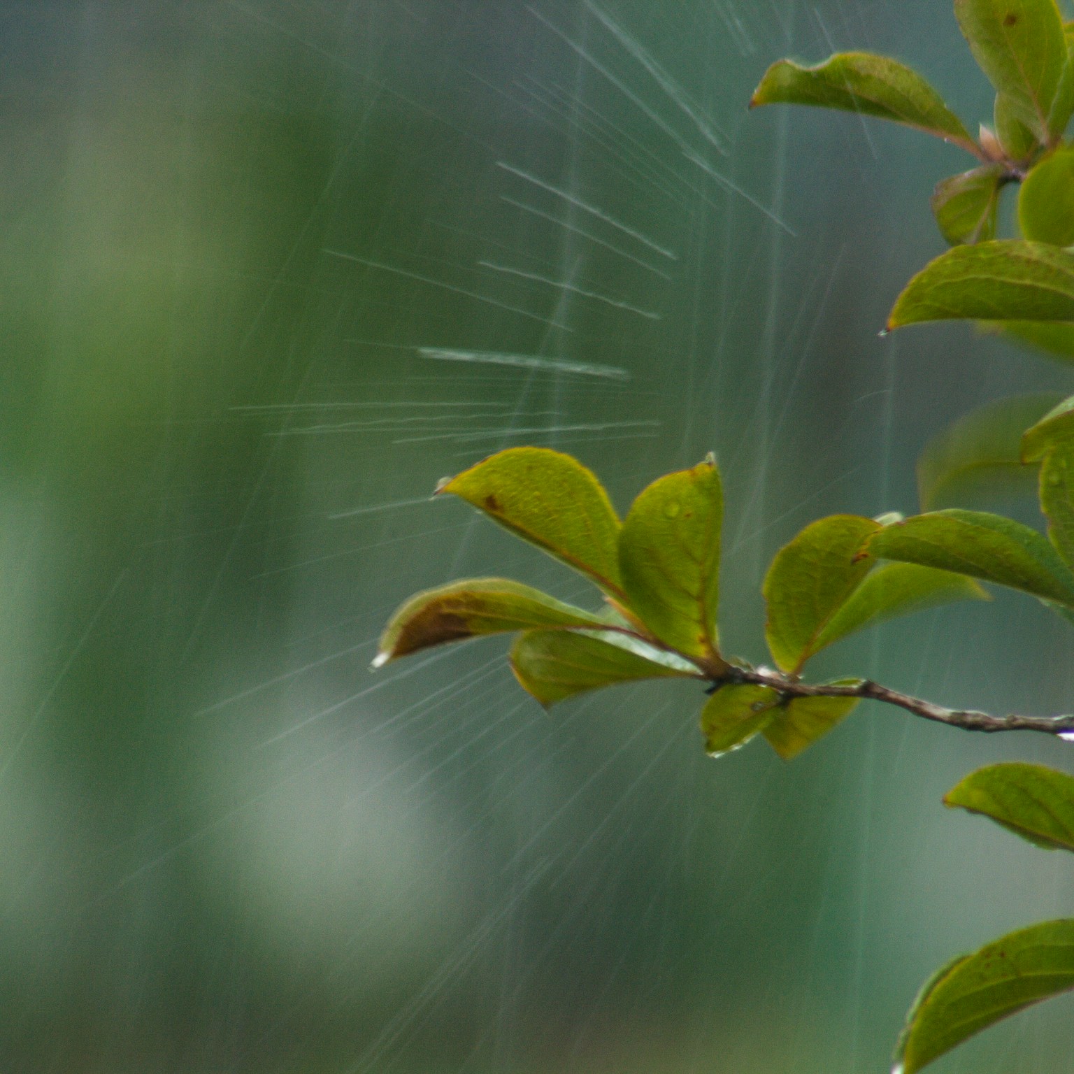 2024-06-rain-report-cover-image