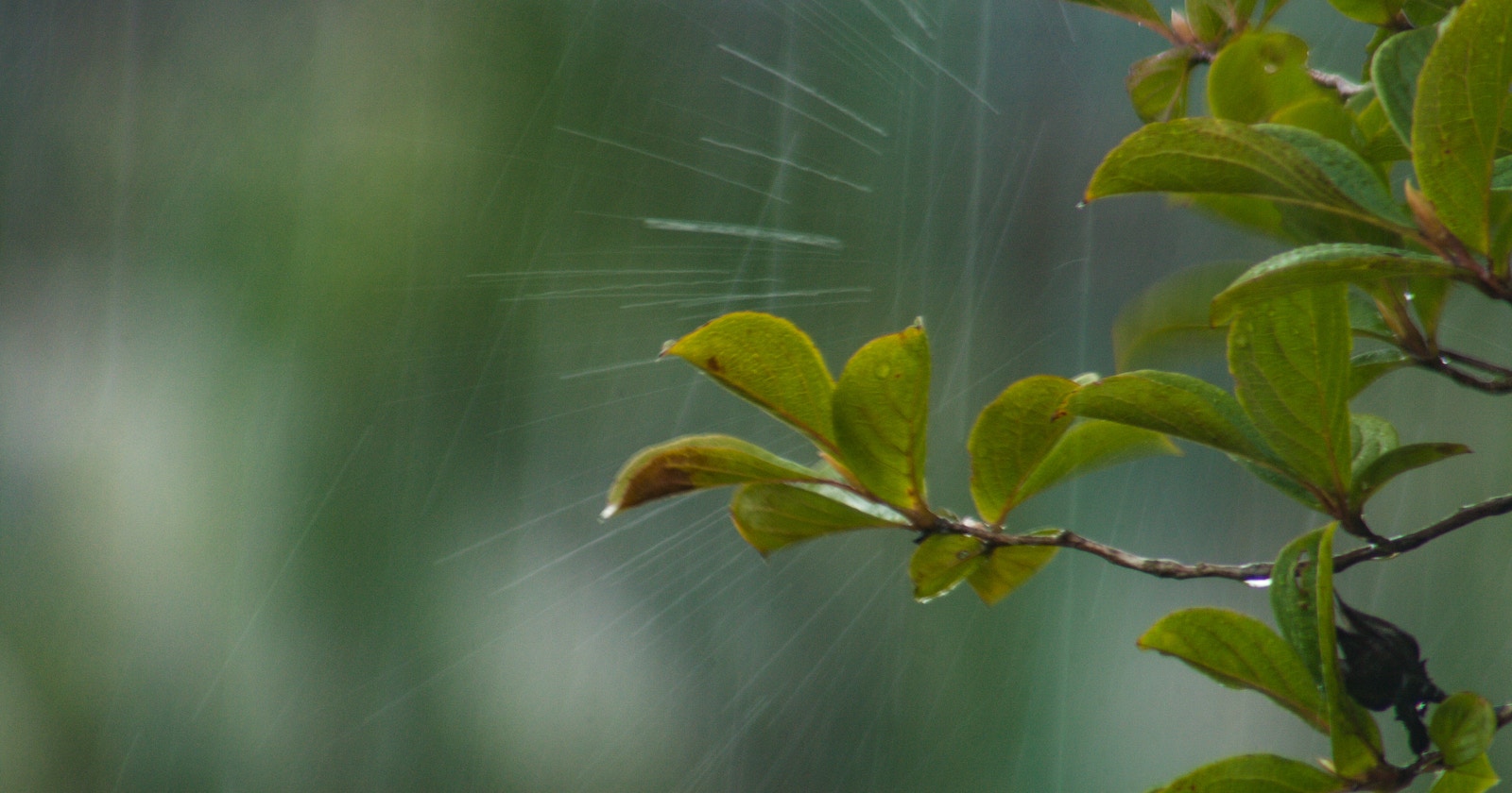 Rainy Days are Perfect for Photography: Harness the Charm of Water | Focus #193