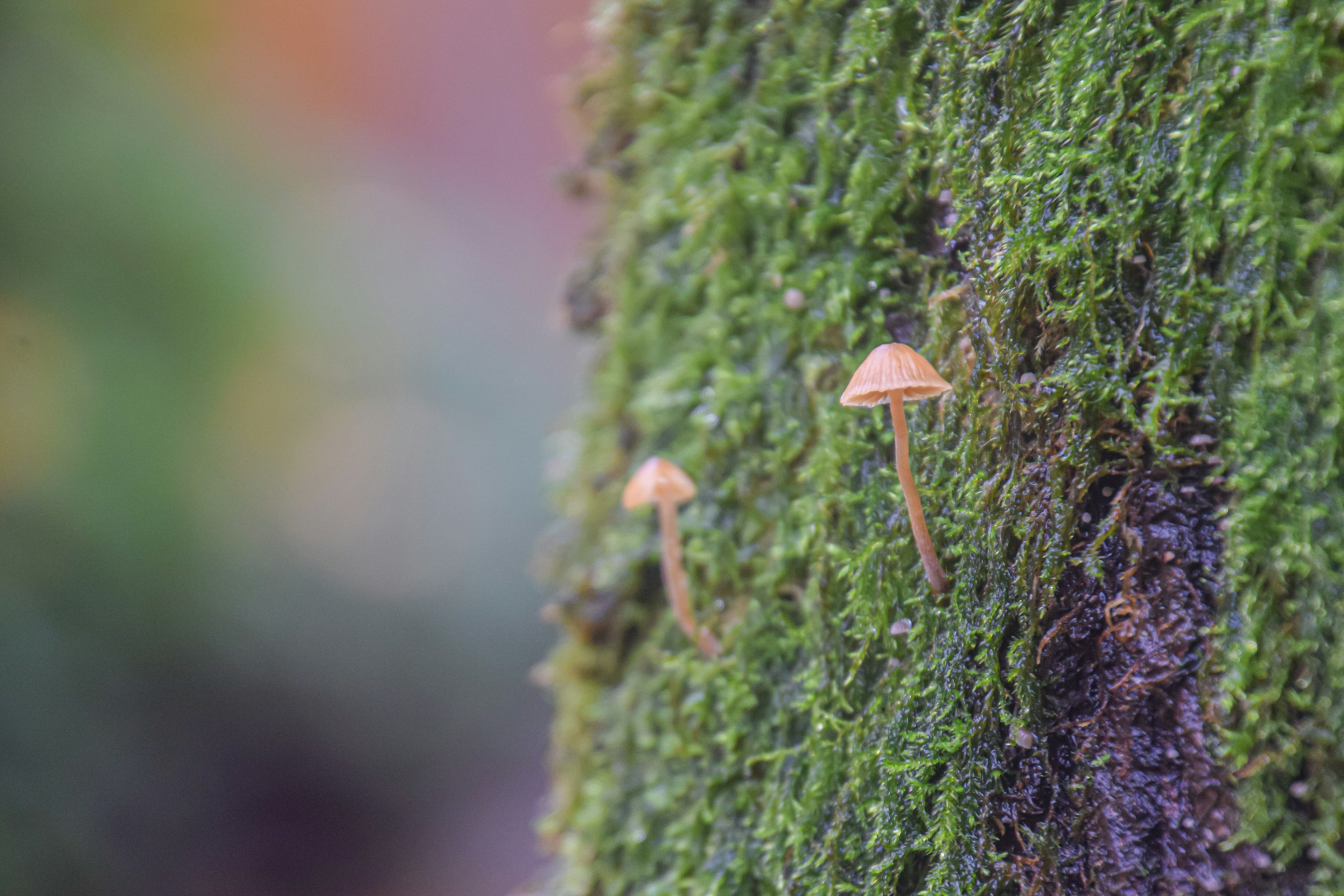 2024-05-focus-on-color-green-image-20