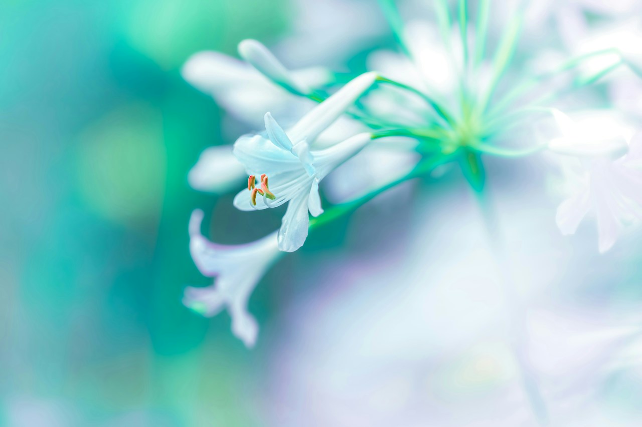 Photo by TSUYOSHI ITO