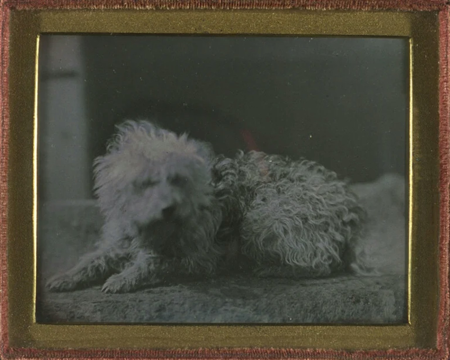 2024-03-photorgraphys-pioneer-pets-image-7
