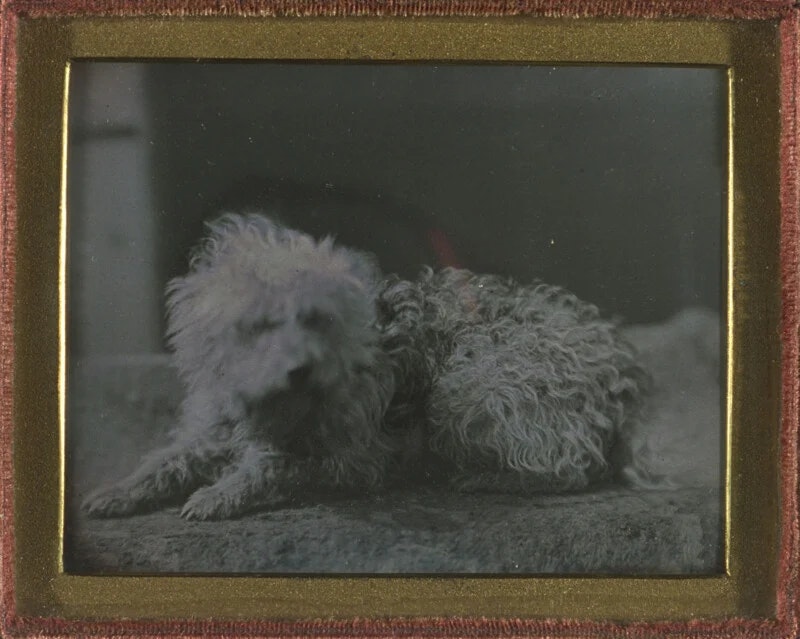 2024-03-photorgraphys-pioneer-pets-image-7