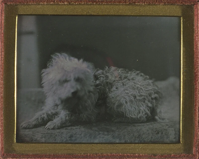 2024-03-photorgraphys-pioneer-pets-image-7