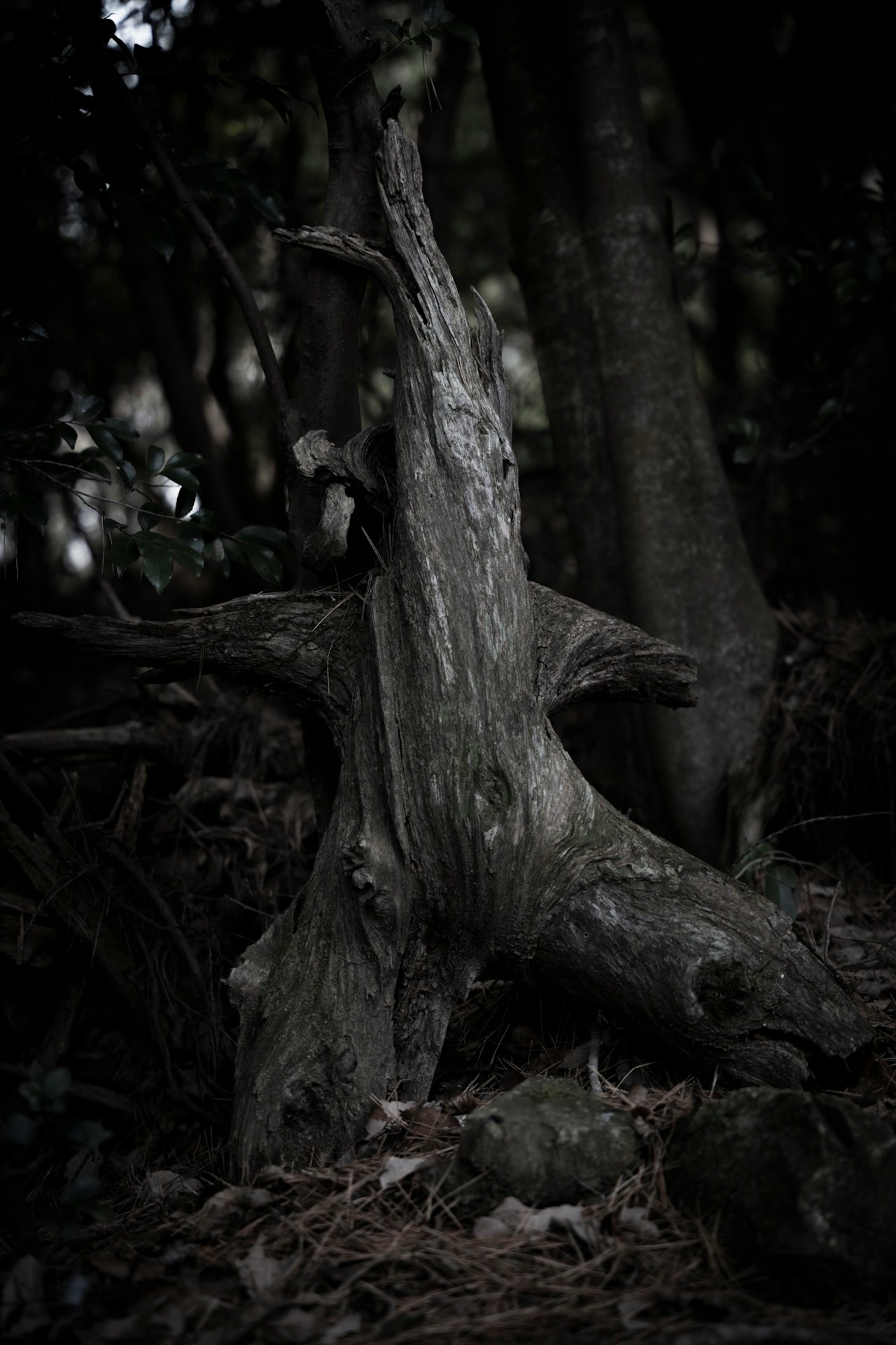Image by the Oji brown