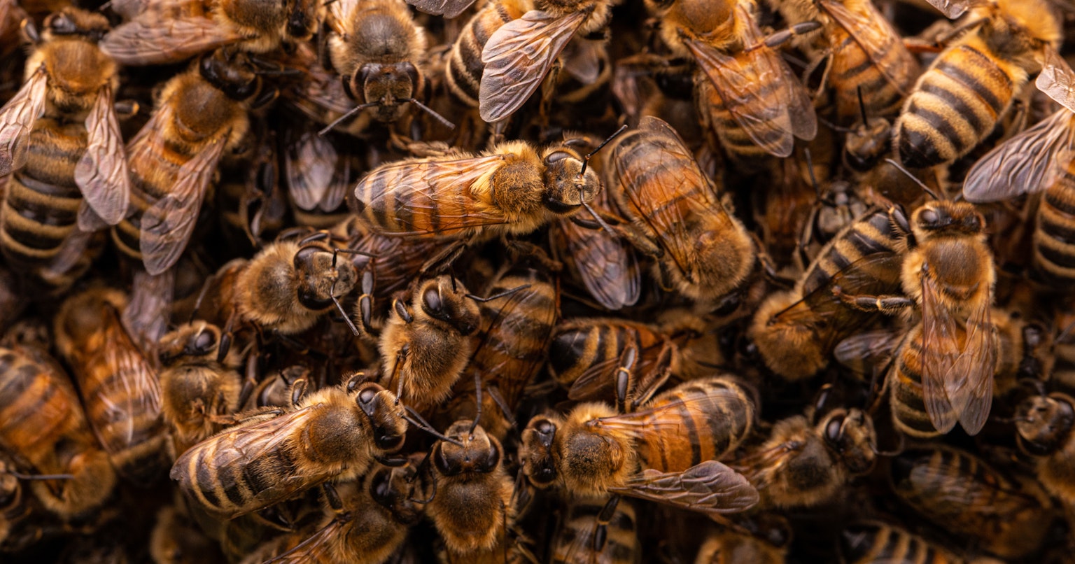 2023-10-nature-ttl-photographer-of-the-year-cover-image