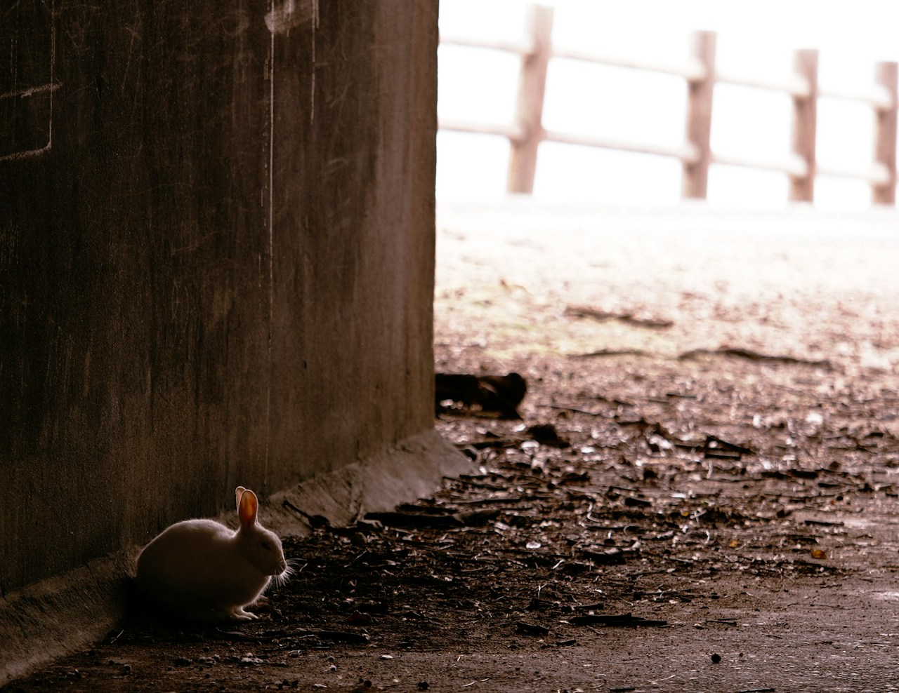 Image by Kuni…
