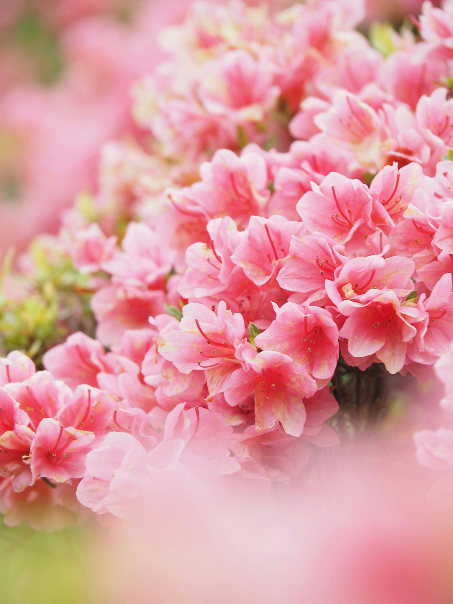 2025-04-april-photography-subjects-image-17