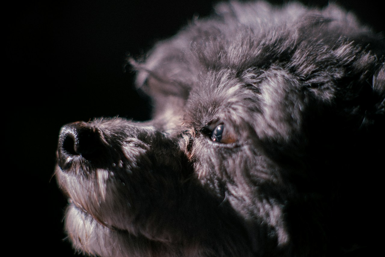Photo by Raku satsu