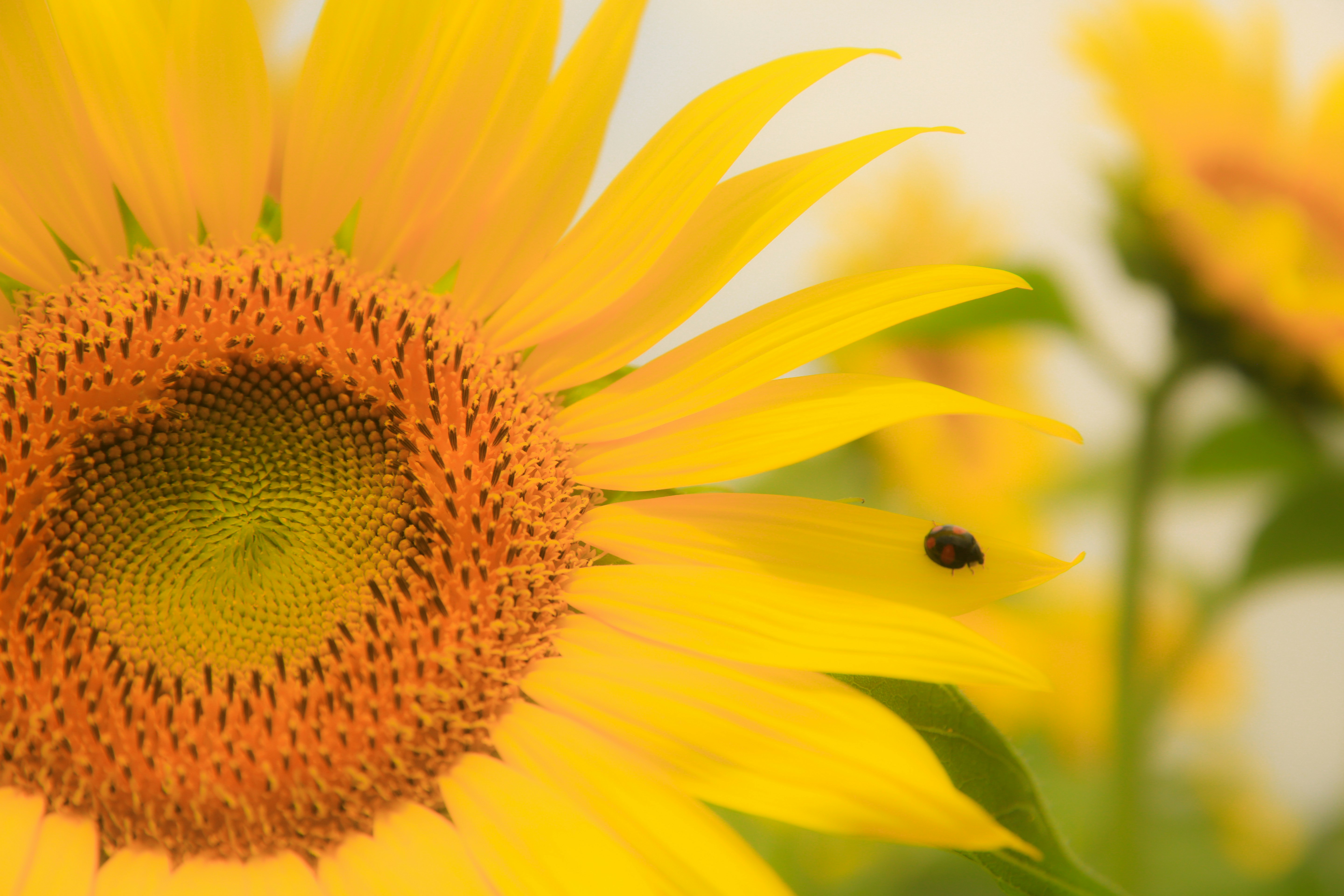 2025-07-seasonal-nature-cover-image