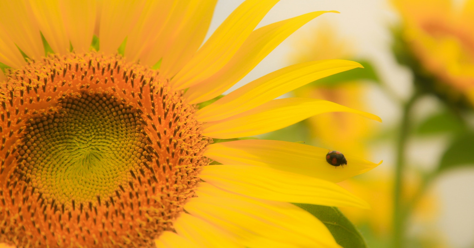 2025-07-seasonal-nature-cover-image