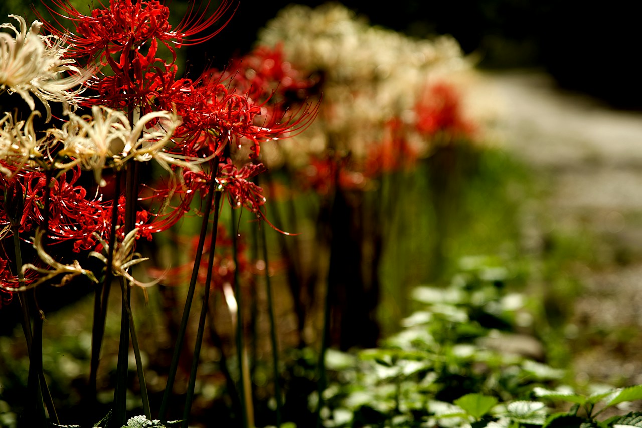 Image by Pojio