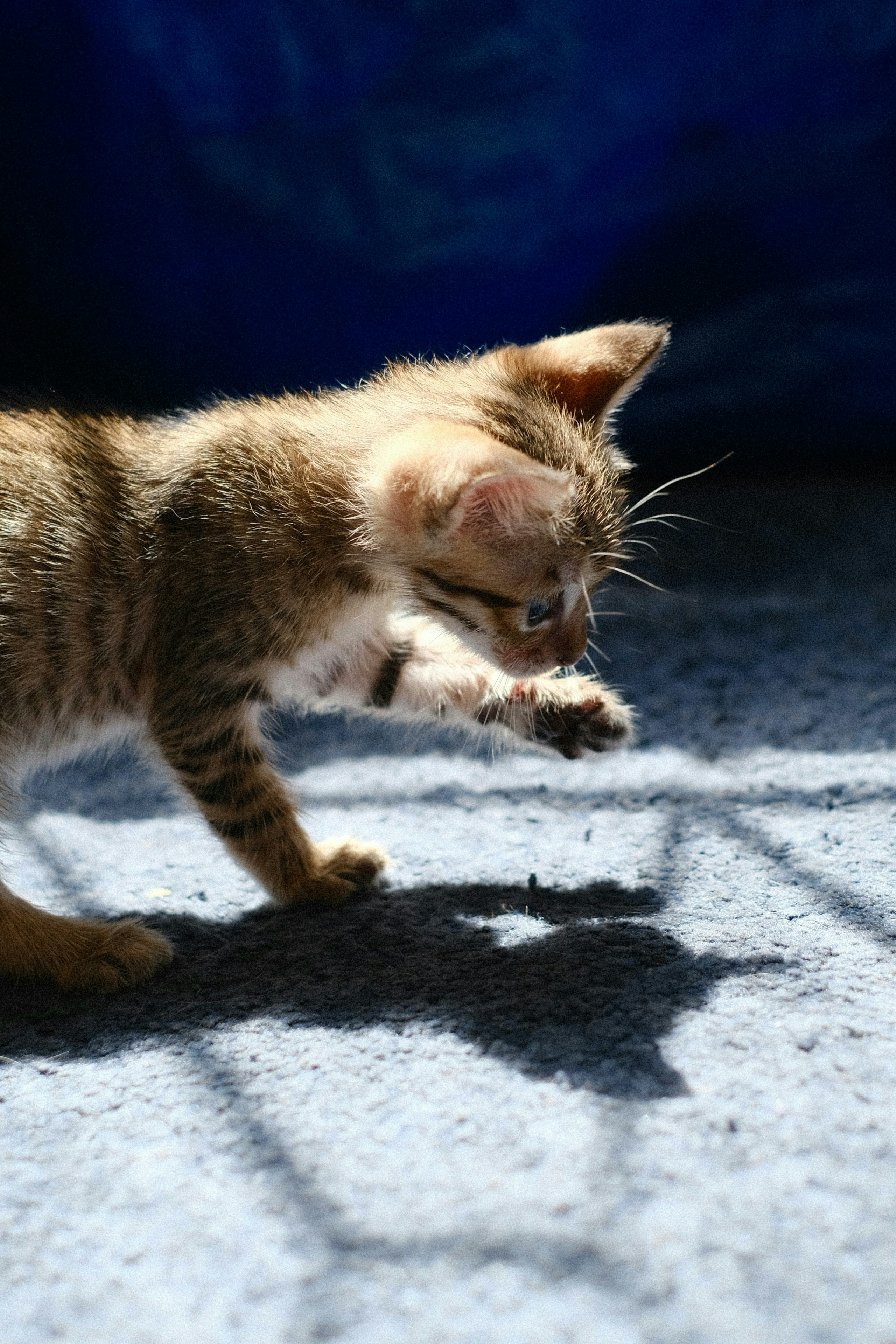 2026-04-find-new-pieces-cat-image-86