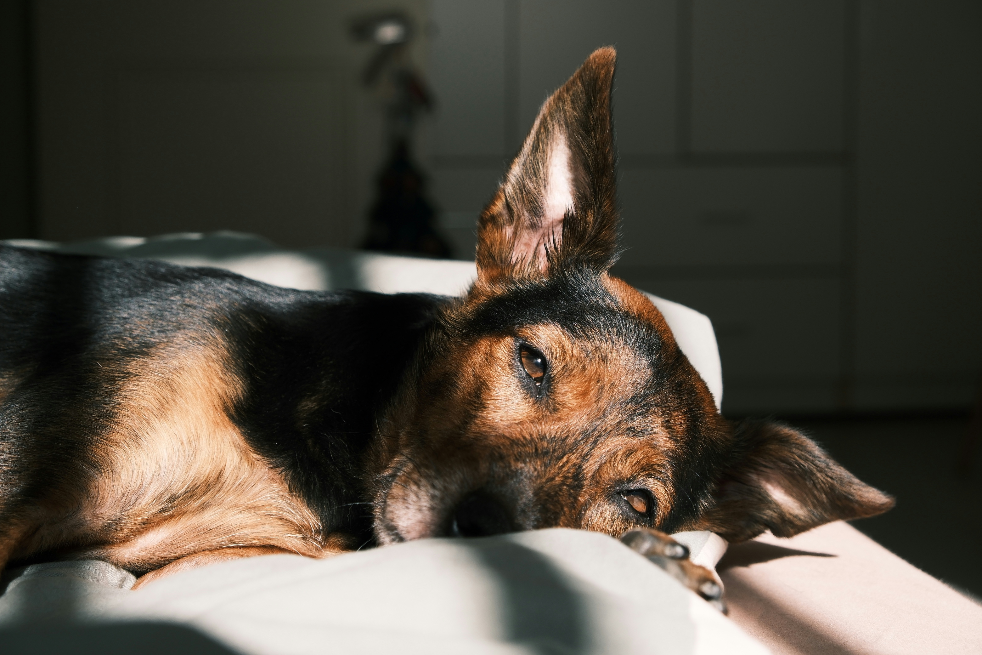 2026-09-find-new-pieces-dog-image-14