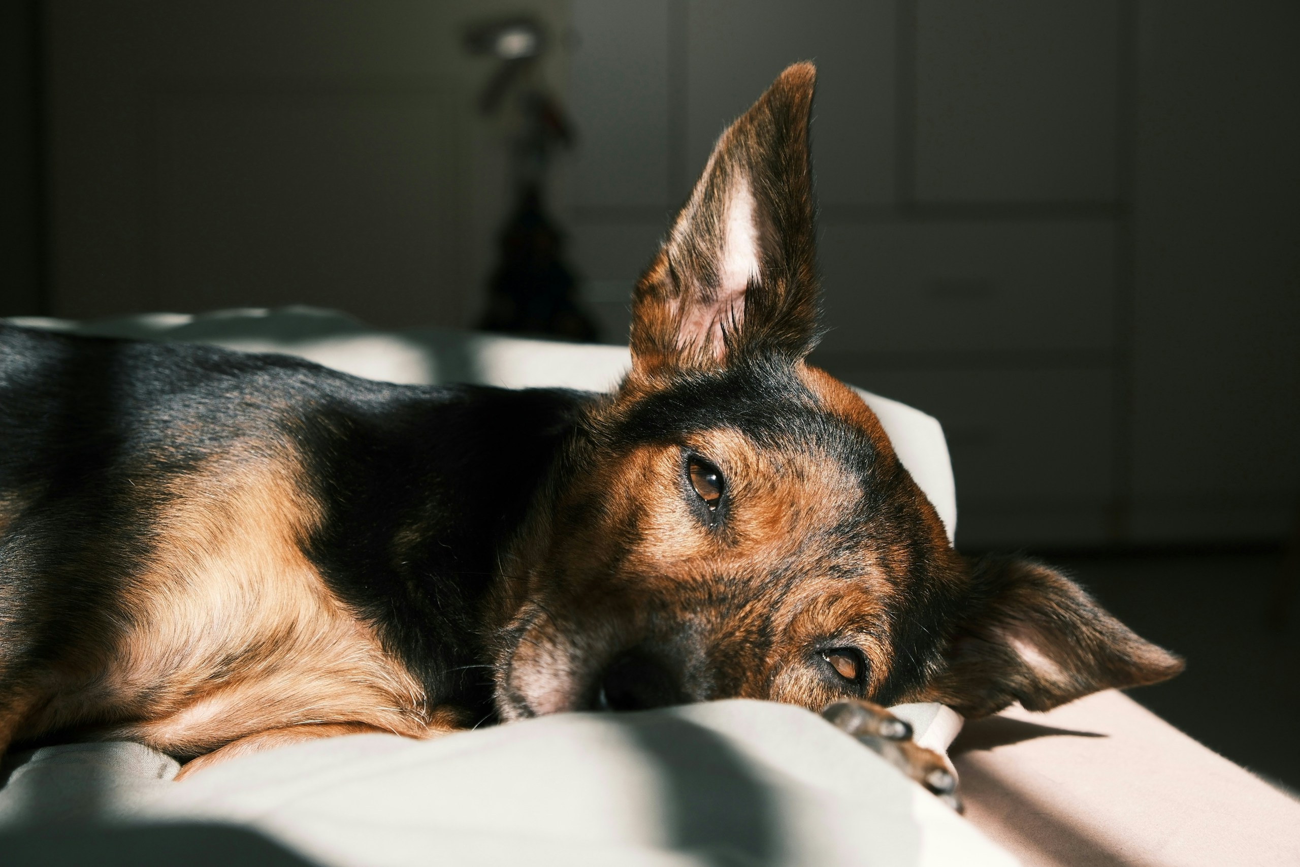 2026-09-find-new-pieces-dog-image-14