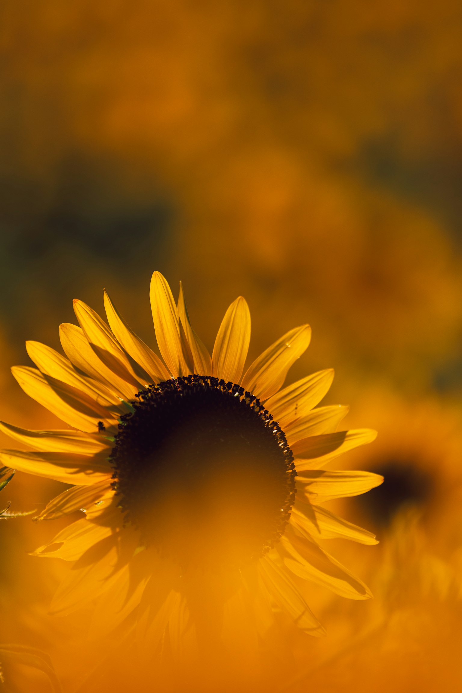 2024-08-sunflower-photography-in-japan-image-28