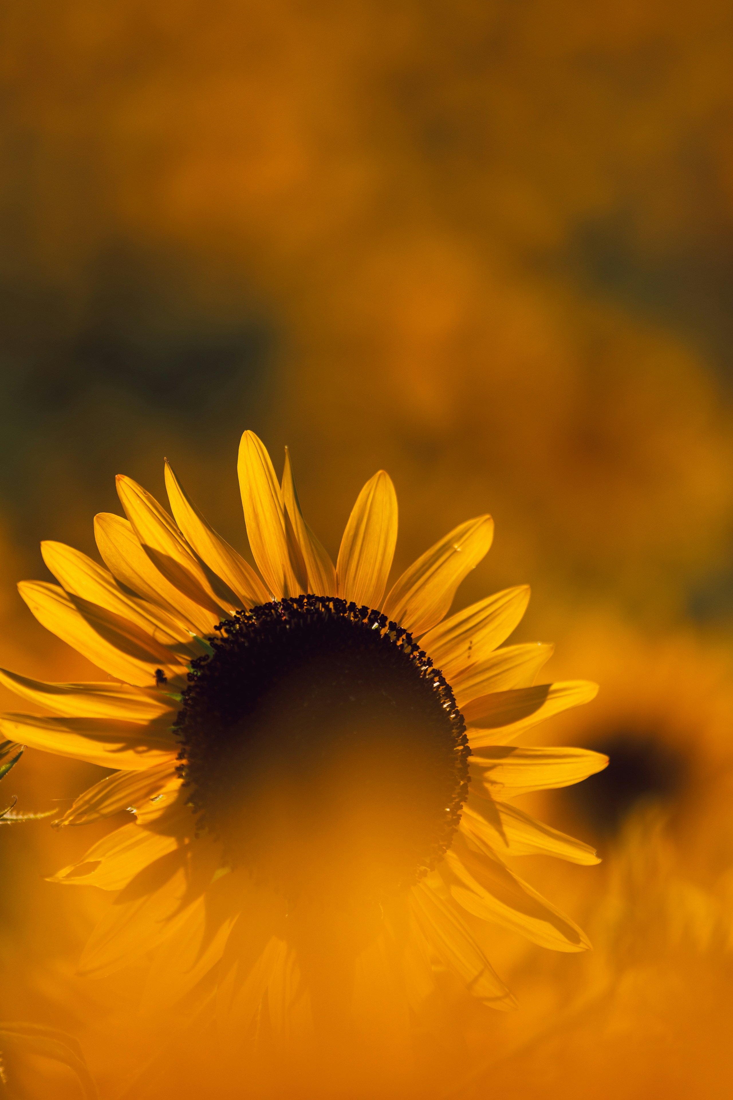 2024-08-sunflower-photography-in-japan-image-28