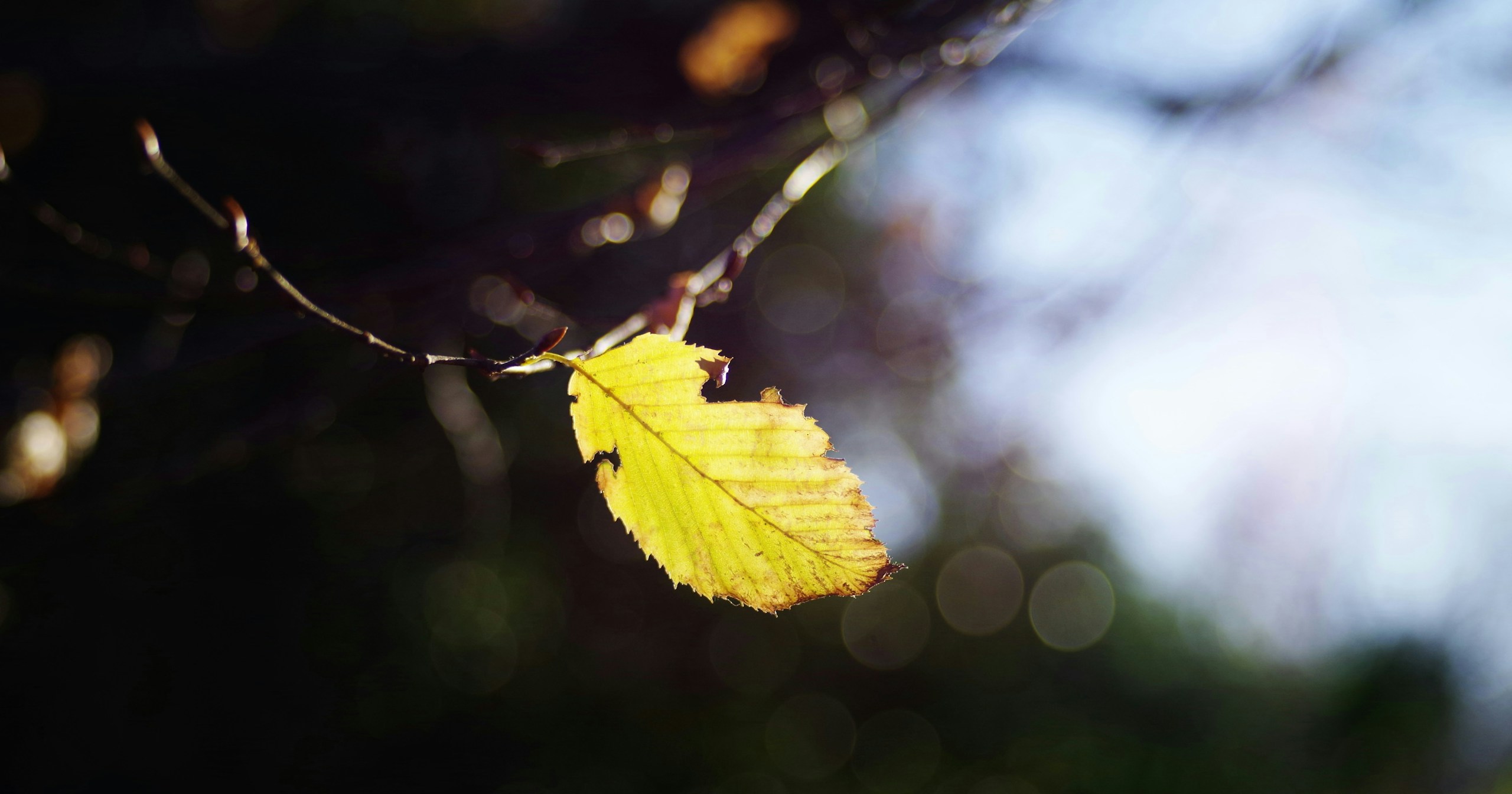 cizucu Presents 'Seasonal Nature' Award Announcement | Challenge #265