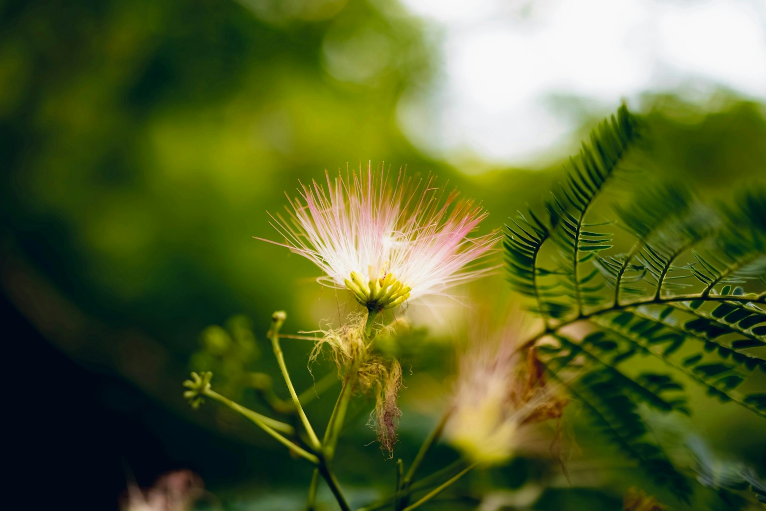 2025-10-plant-portrait-photography-image-5