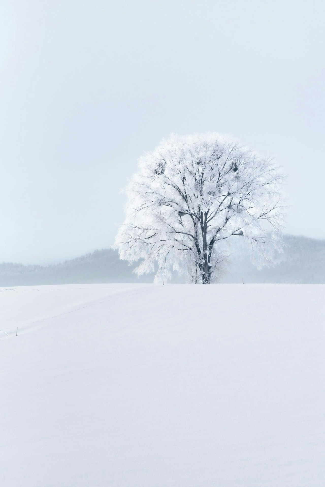 Foto di ishii