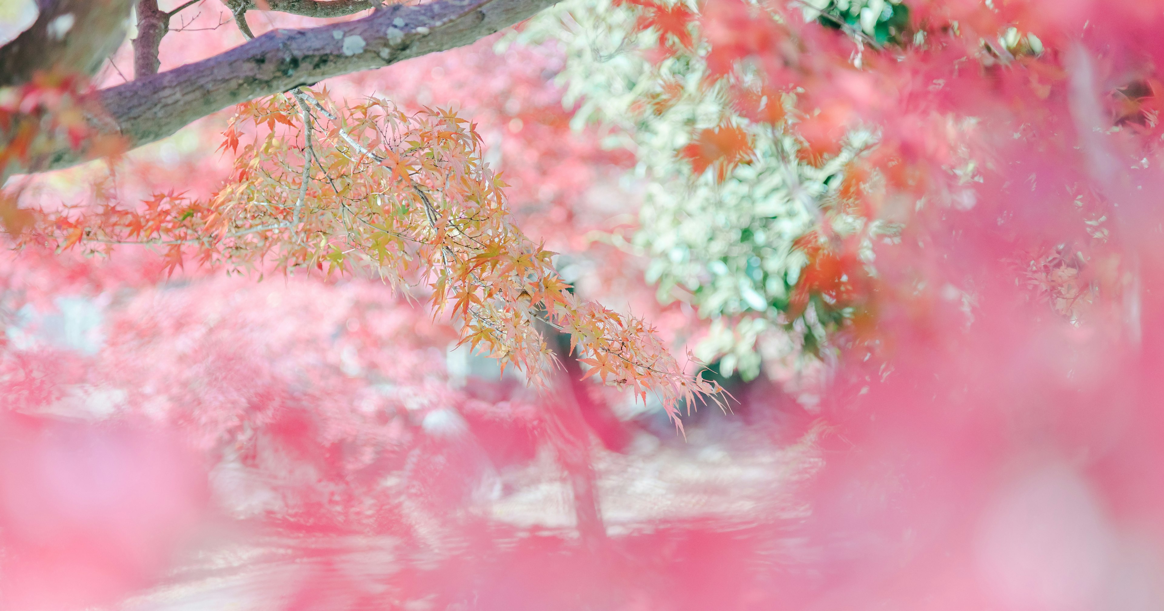 2024-10-japanese-autumn-leaves-cover-image
