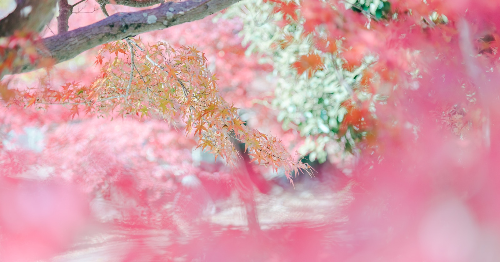 Best Viewing in Late October! Discover Autumn Foliage Spots Delayed This Year | Focus # 331